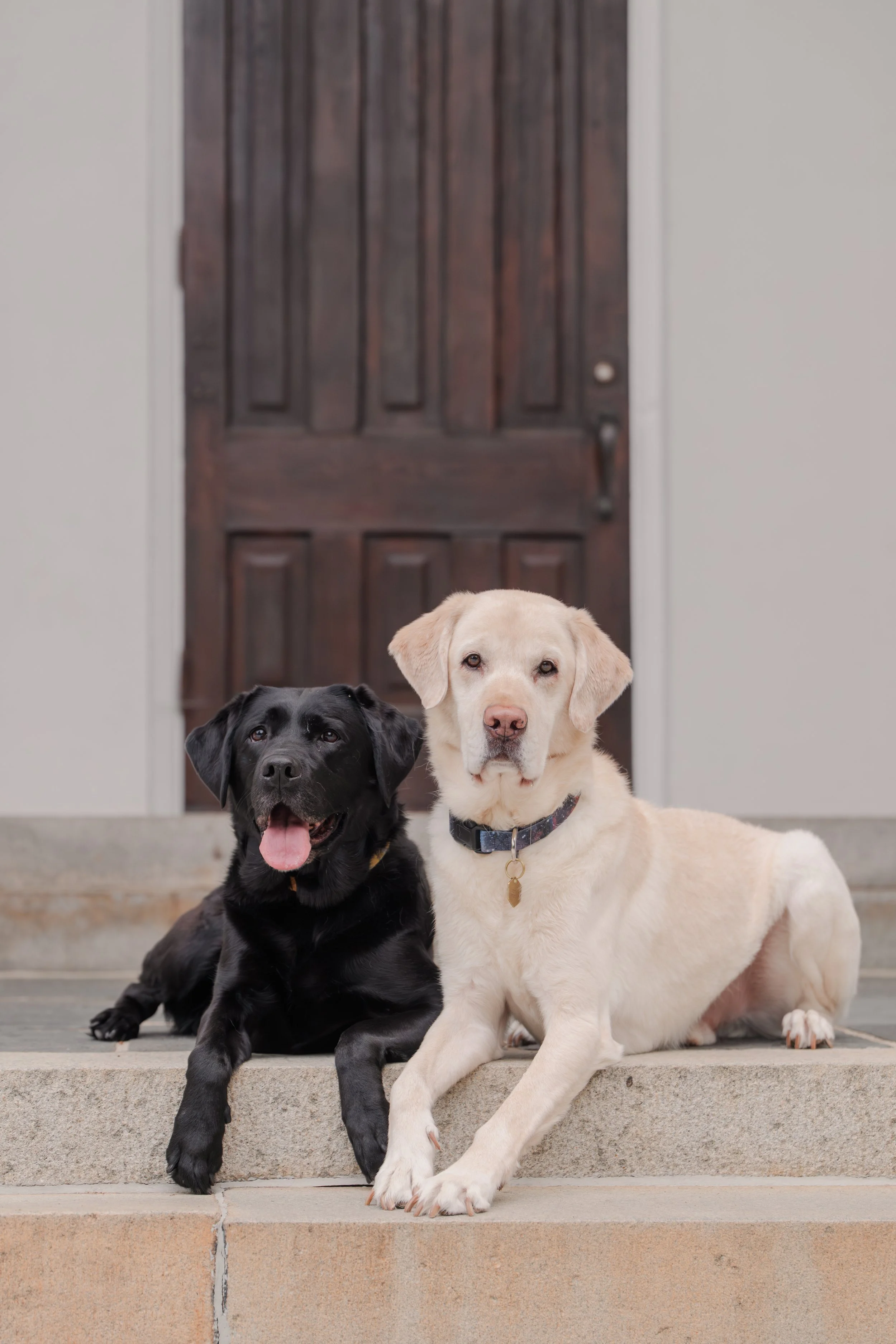 Black Lab and yellow Lab lying down together with touching paws at UGA North Campus dog photography