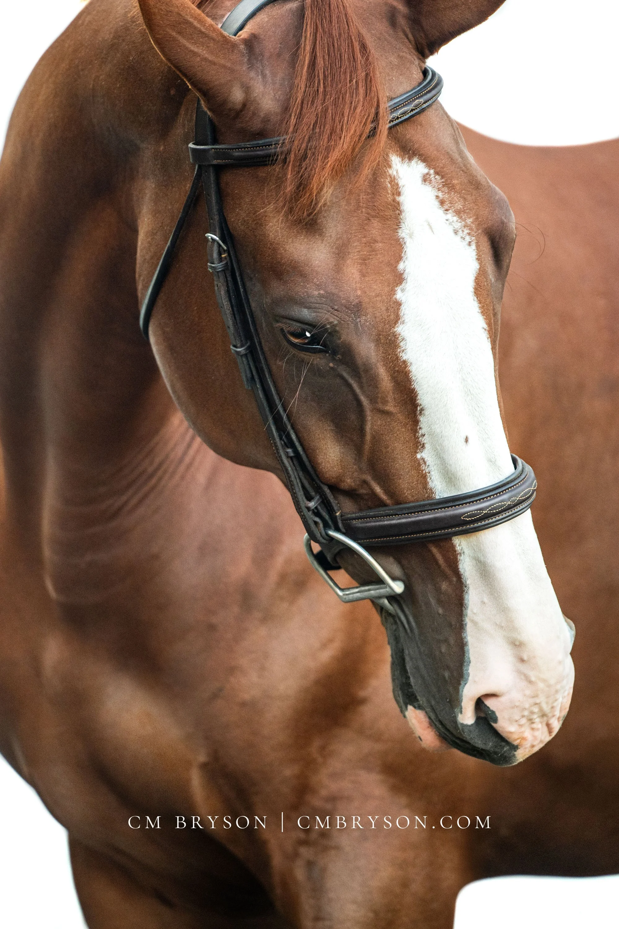 Close-up fine-art portrait of a chestnut horse with a bold white blaze, wearing a bridle against a clean white background.