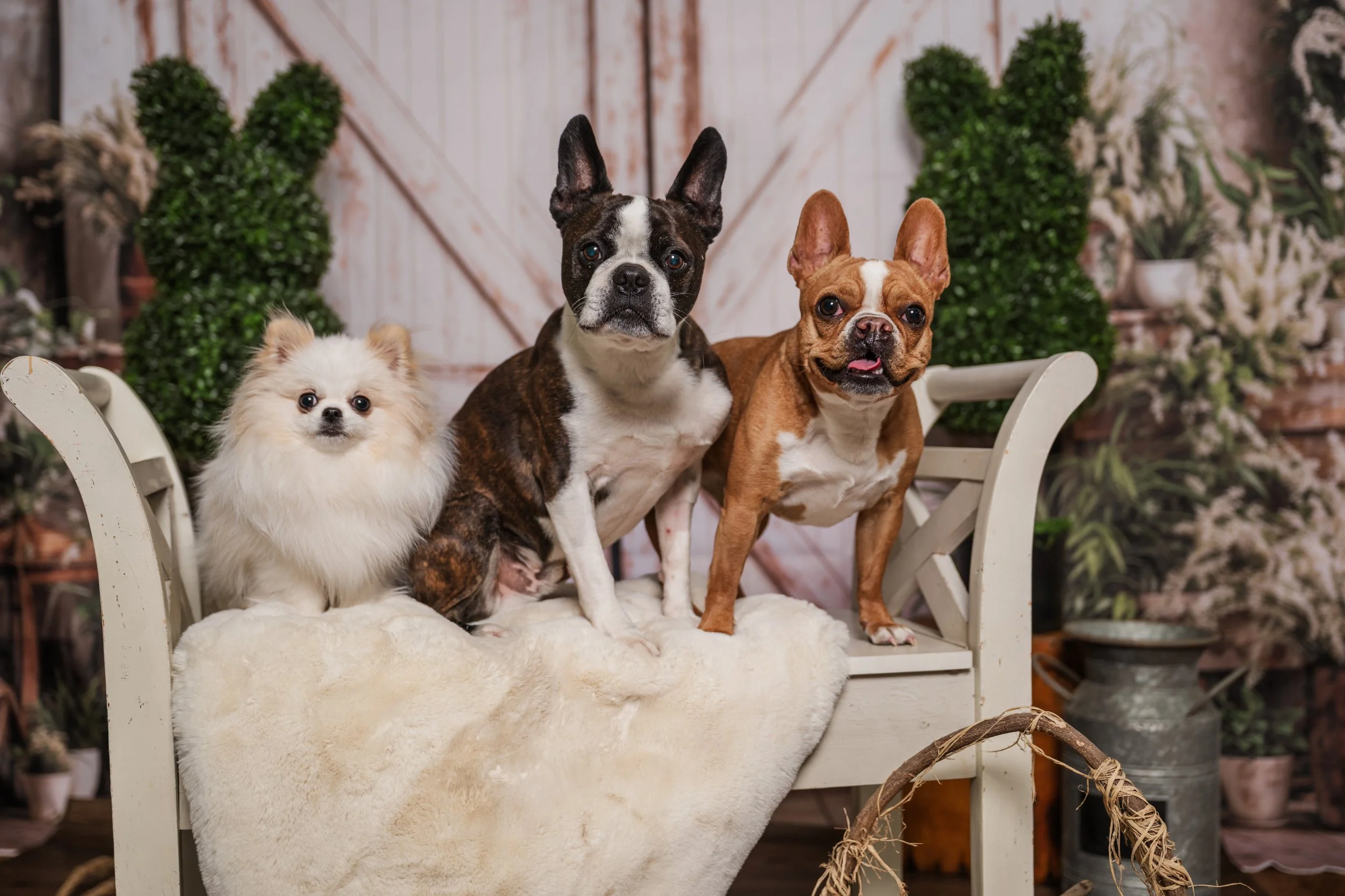 A white pomeranian, a brindle Boston Terrier, and a red French Bulldog pose on a white garden bench in front of a spring themed backdrop.