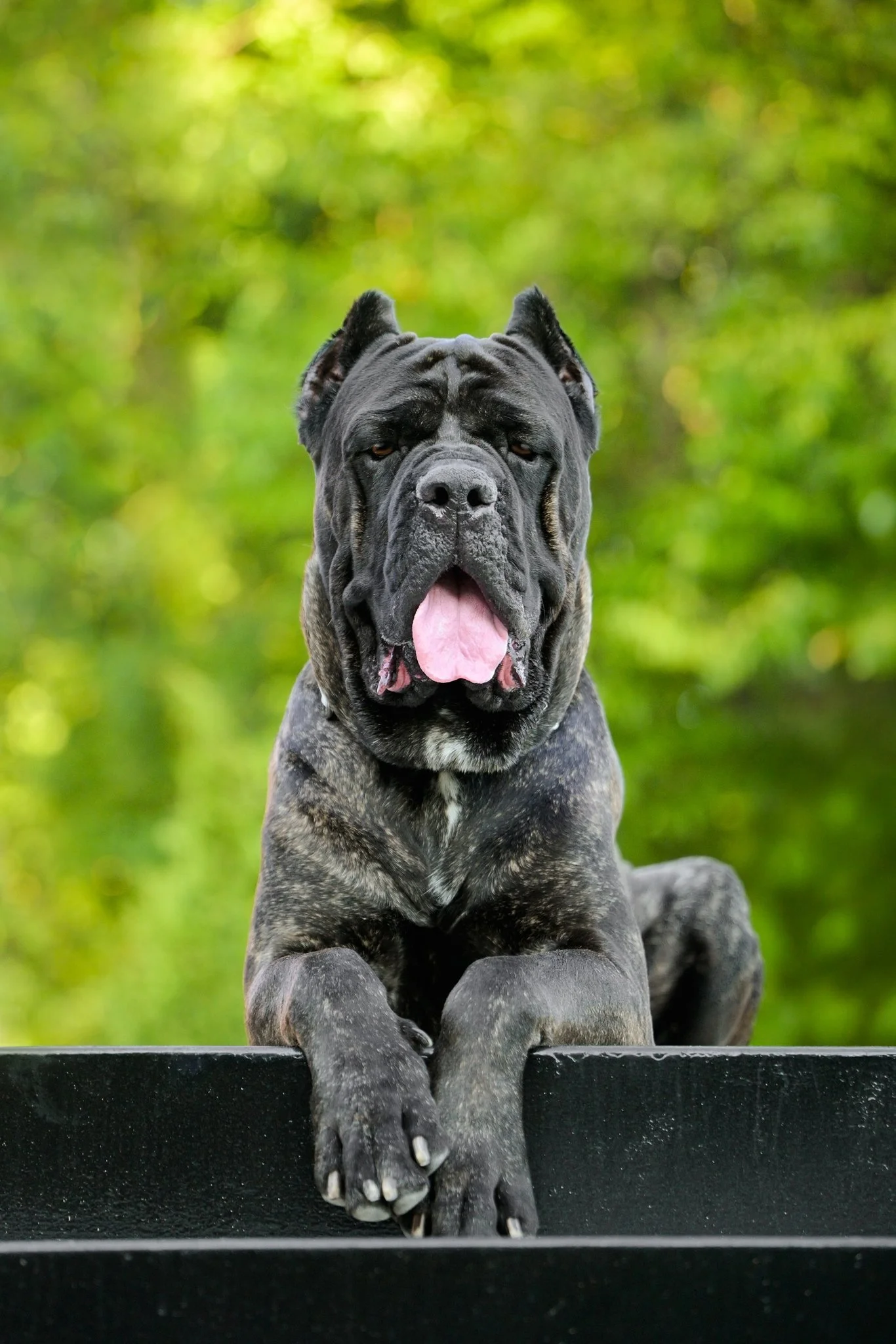 Cane Corso dog at the top of outdoor stairs with giant paws draped over the edge at Westside Provisions in Atlanta Georgia by CM Bryson Photography
