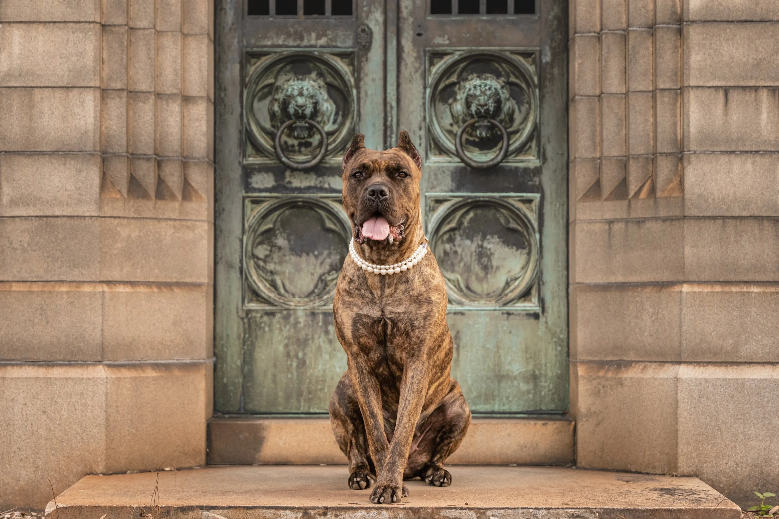 Cane Corso Oakland Cemetery Atlanta dog photography composition Embark challenge CM Bryson