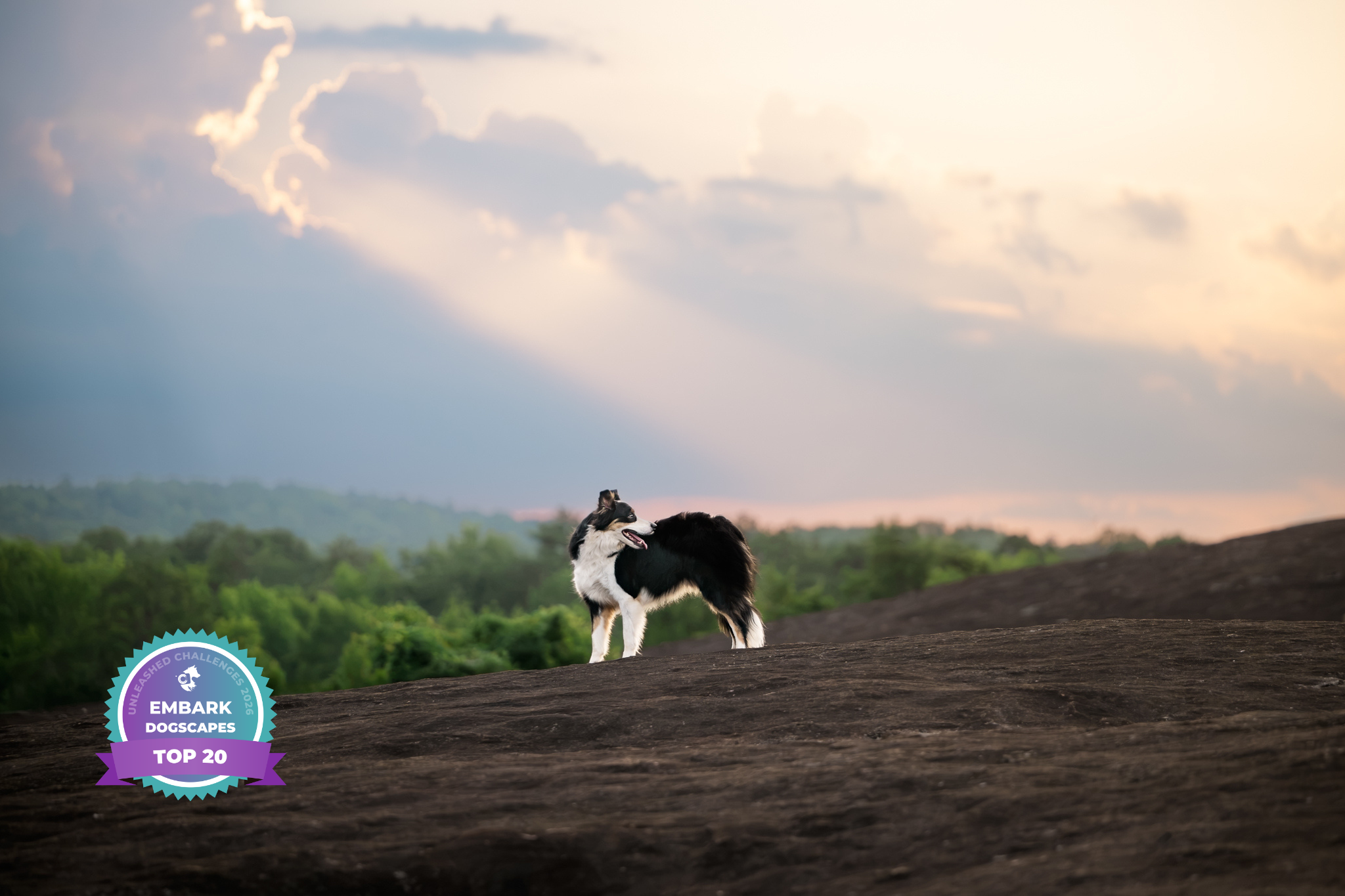 Top 20 finalist badge for the Unleashed Embark Dogscapes photography challenge on a border collie landscape portrait