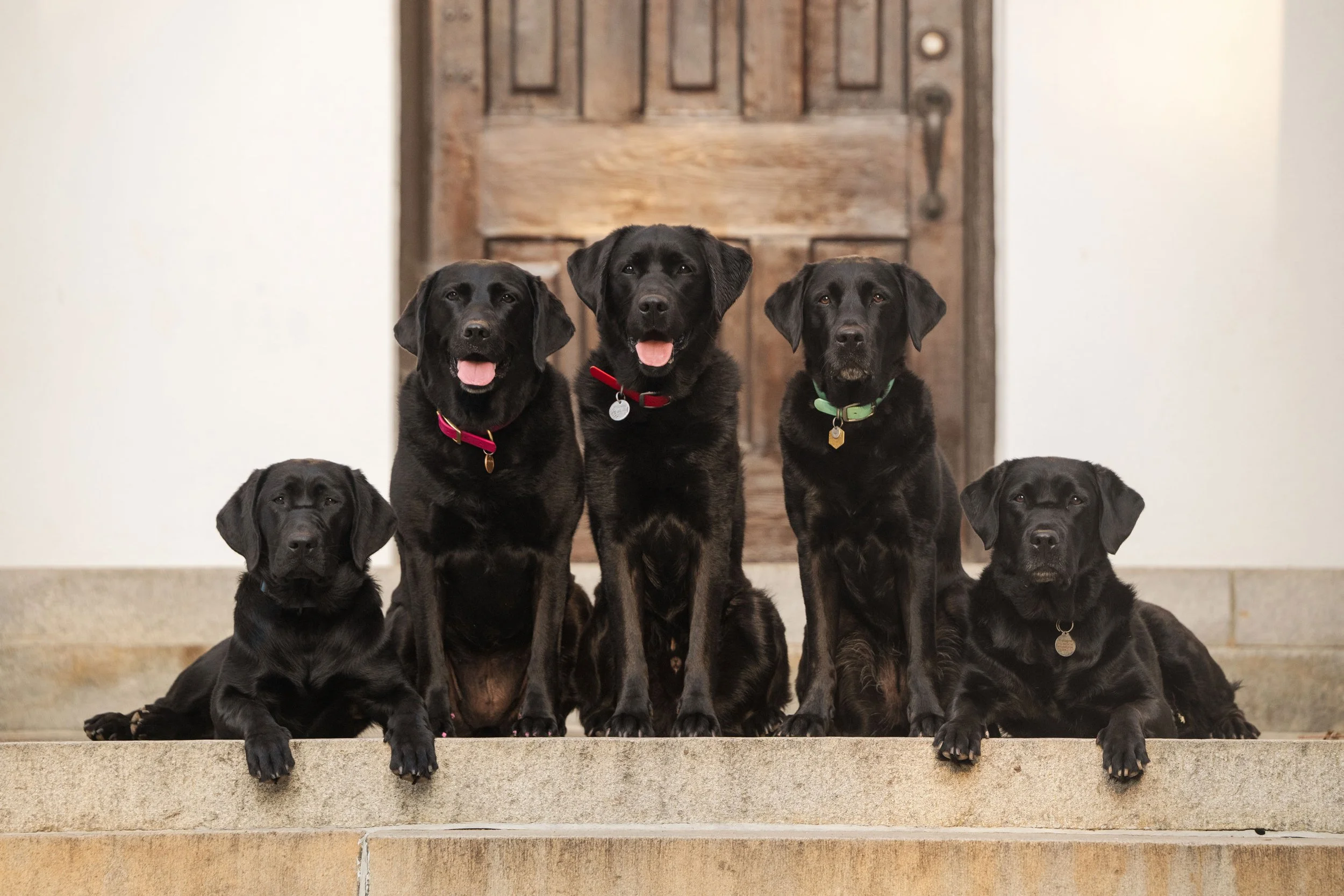 Five black Labrador retrievers pose on stone steps in front of a wooden door on the University of Georgia Campus in Athens, Georgia.
