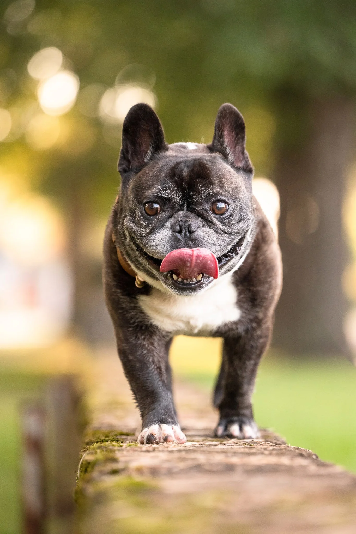 French Bulldog walking stone wall Historic Downtown Rutledge Georgia leading lines dog photography CM Bryson Photography