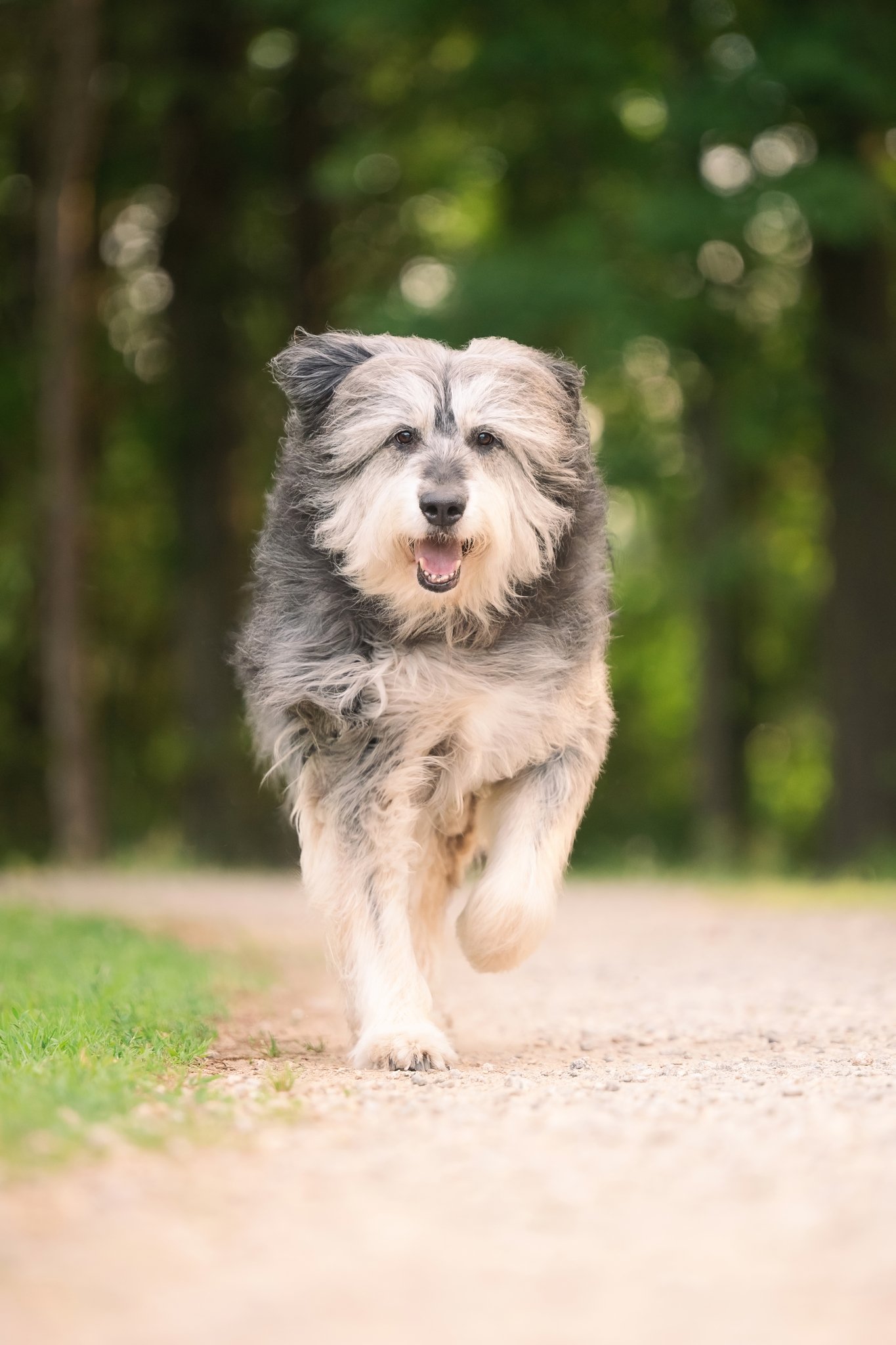 A senior sheepdog mix running down a backlit gravel pathway with his fur blowing back in the wind.