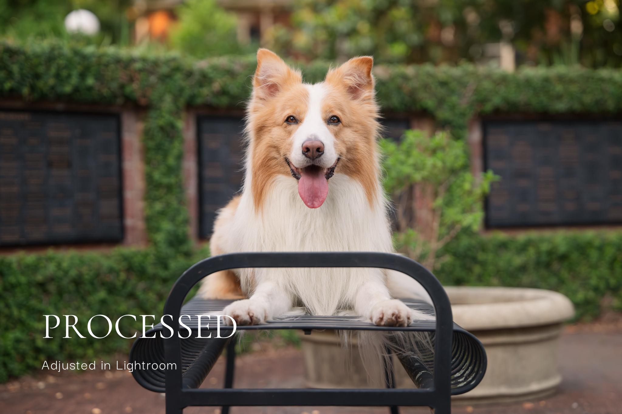 Border Collie portrait centered between stone memorial plaques at UGA during golden hour