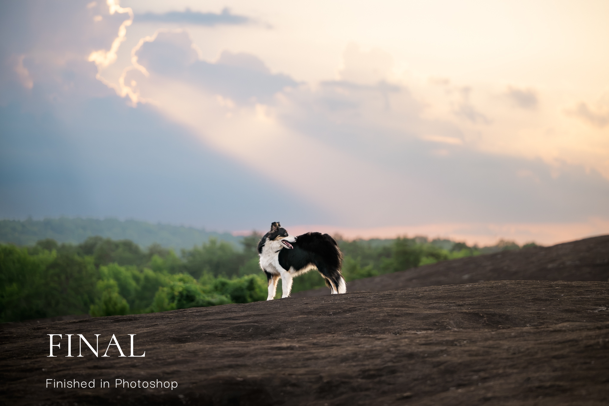 Finished fine art dog portrait on a rock landscape with sunbeams breaking through clouds, edited in Photoshop