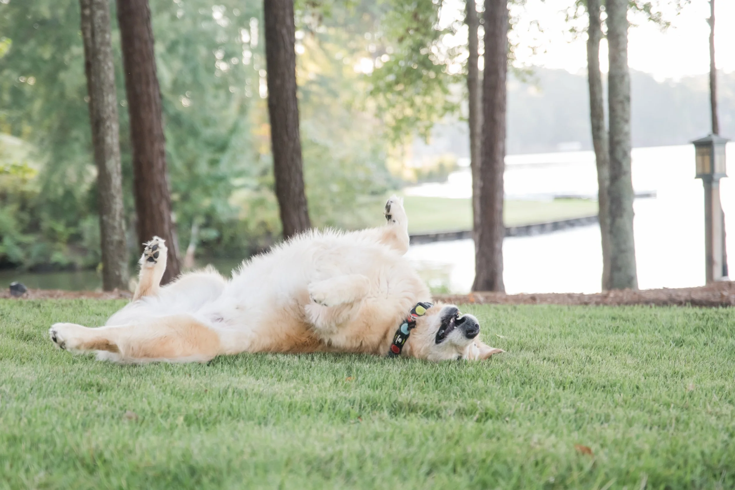 Senior golden retriever rolling in green grass, belly up, and a happy expression with  trees and a view of the Lake Oconee lake edge in the background.