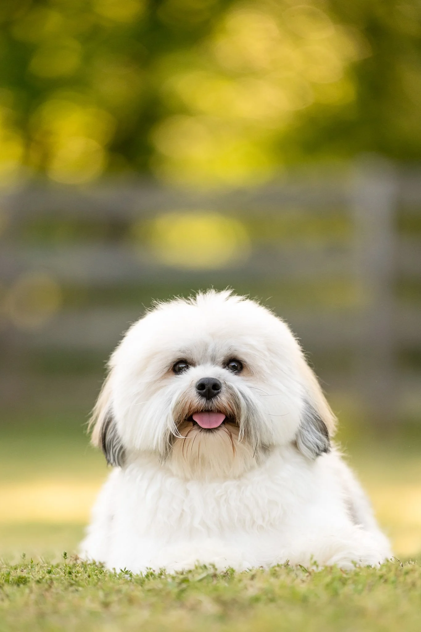 Shy nervous white havanese dog photography session Atlanta telephoto lens CM Bryson Photography