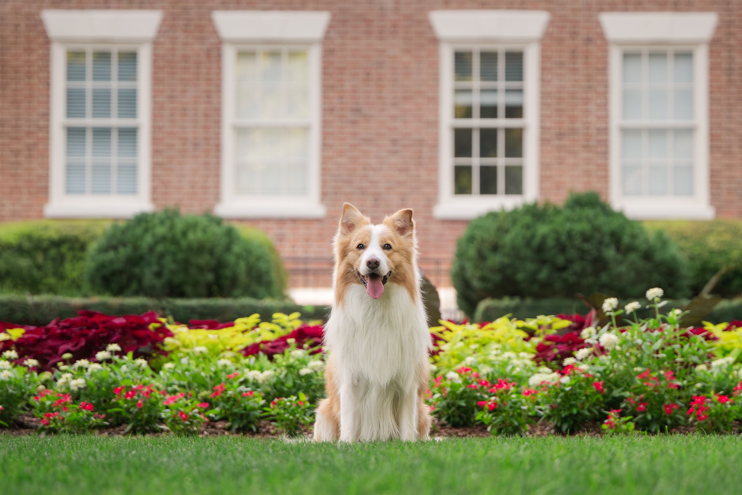 Red and white border collie sitting on a grassy lawn in front of flowers and a brick building at UGA's north campus in Athens, GA.