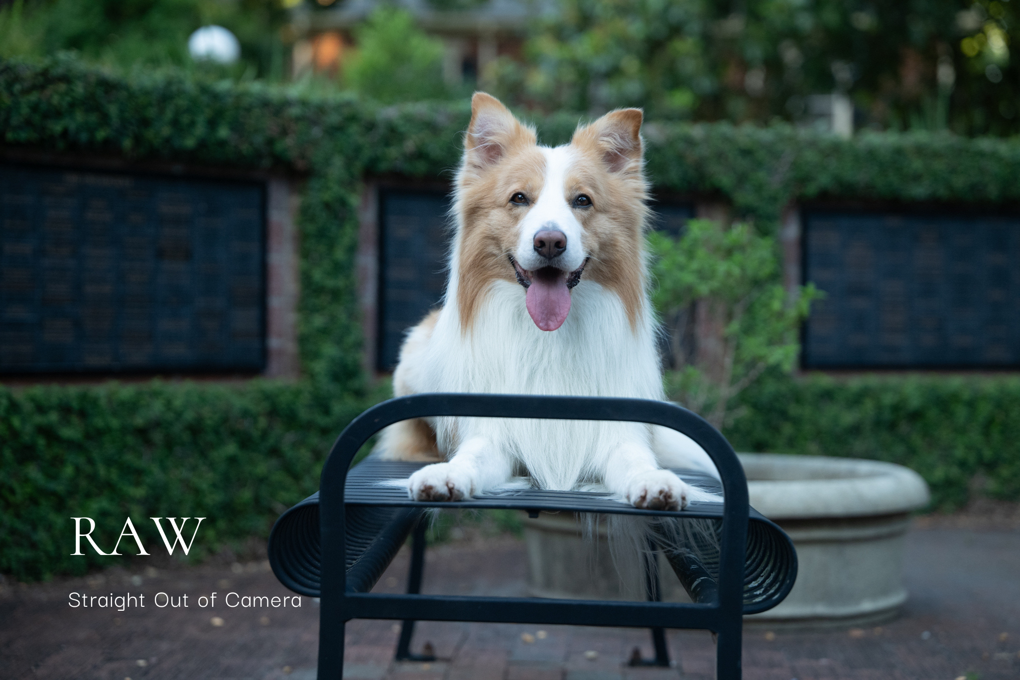 RAW file from border collie dog photography session at UGA's North Campus in Athens, GA