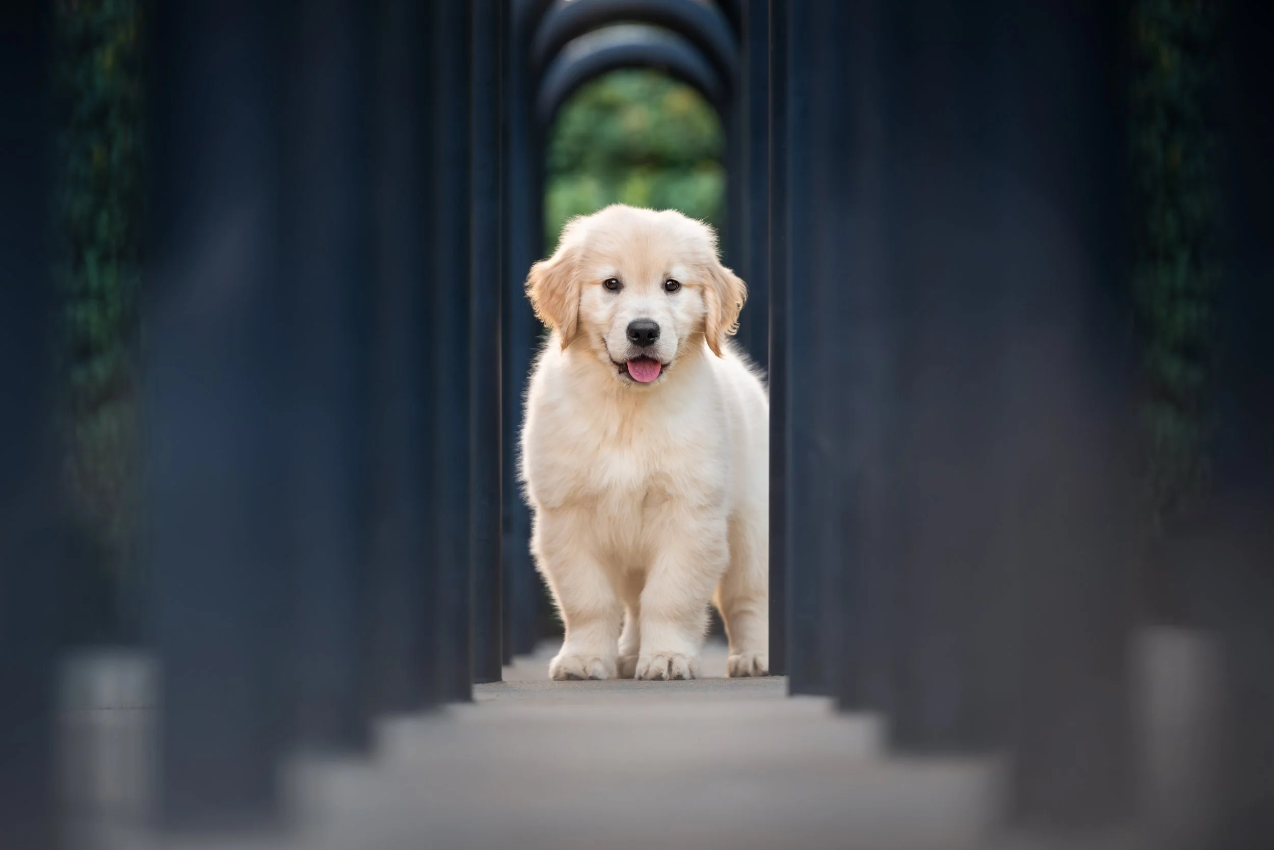 Golden retriever puppy framed by black bike rack arches on UGA campus
