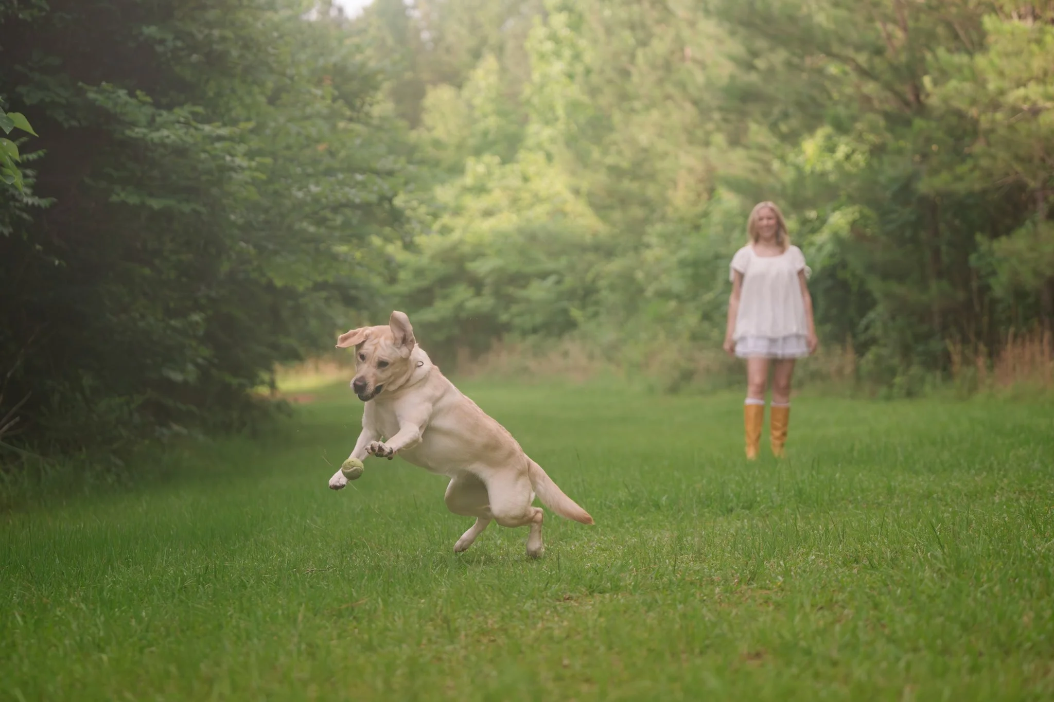 Yellow Lab mid-run chasing tennis ball at Indian Creek Park dog photography session