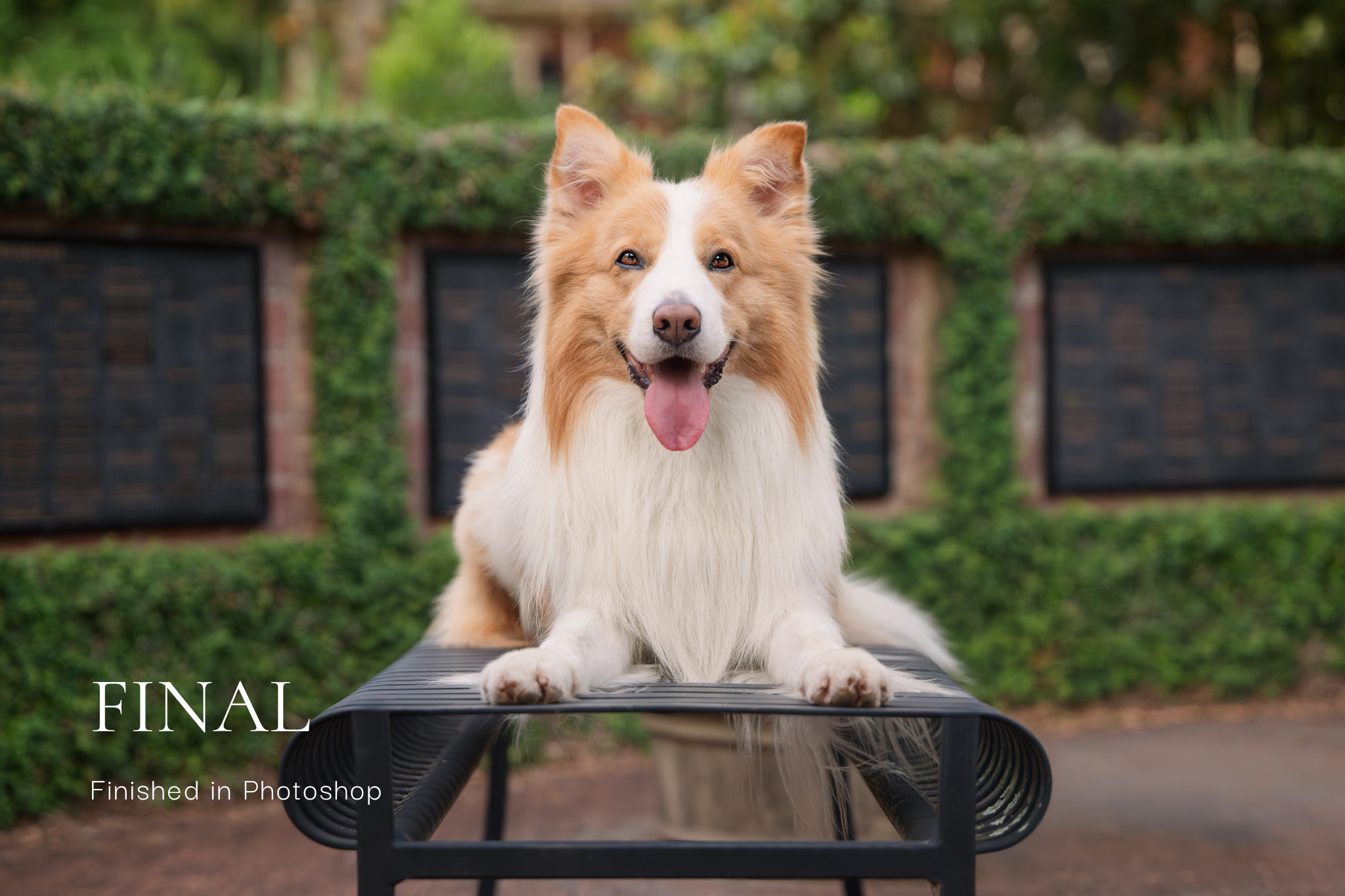 Edited dog portrait with ivy wall and architectural symmetry at UGA Athens Georgia