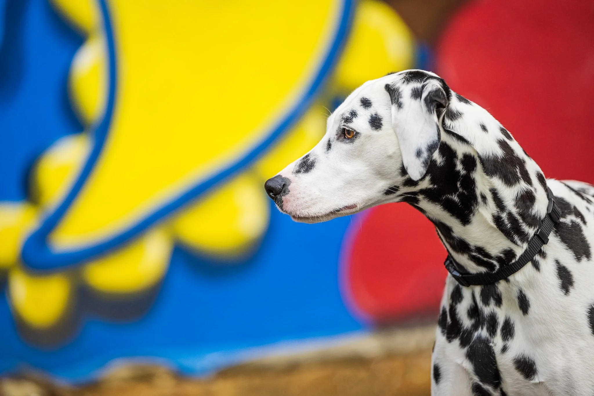 Rabun in clean profile facing right, bold yellow/blue/red mural softly blurred behind him. Dalmatian profile portrait Monroe Georgia mural Embark challenge CM Bryson Photography