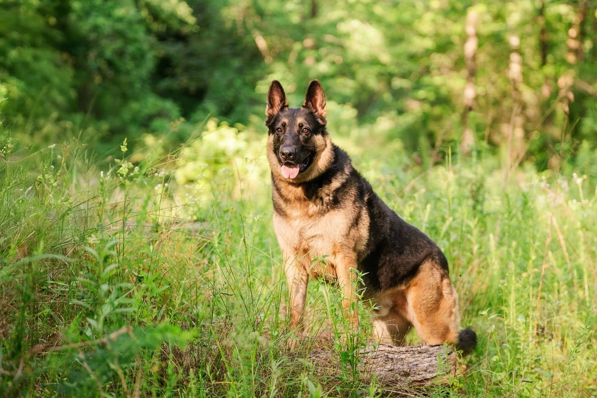 German Shepherd dog standing in tall green grass during a golden hour summer dog photography session in Smyrna, Georgia, photographed by CM Bryson Photography