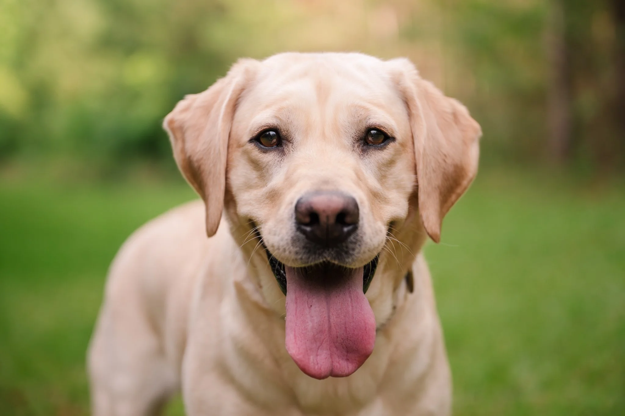 Yellow lab photographed looking directly into the camera with a soft joyful expression at Indian Creek Park in Georgia