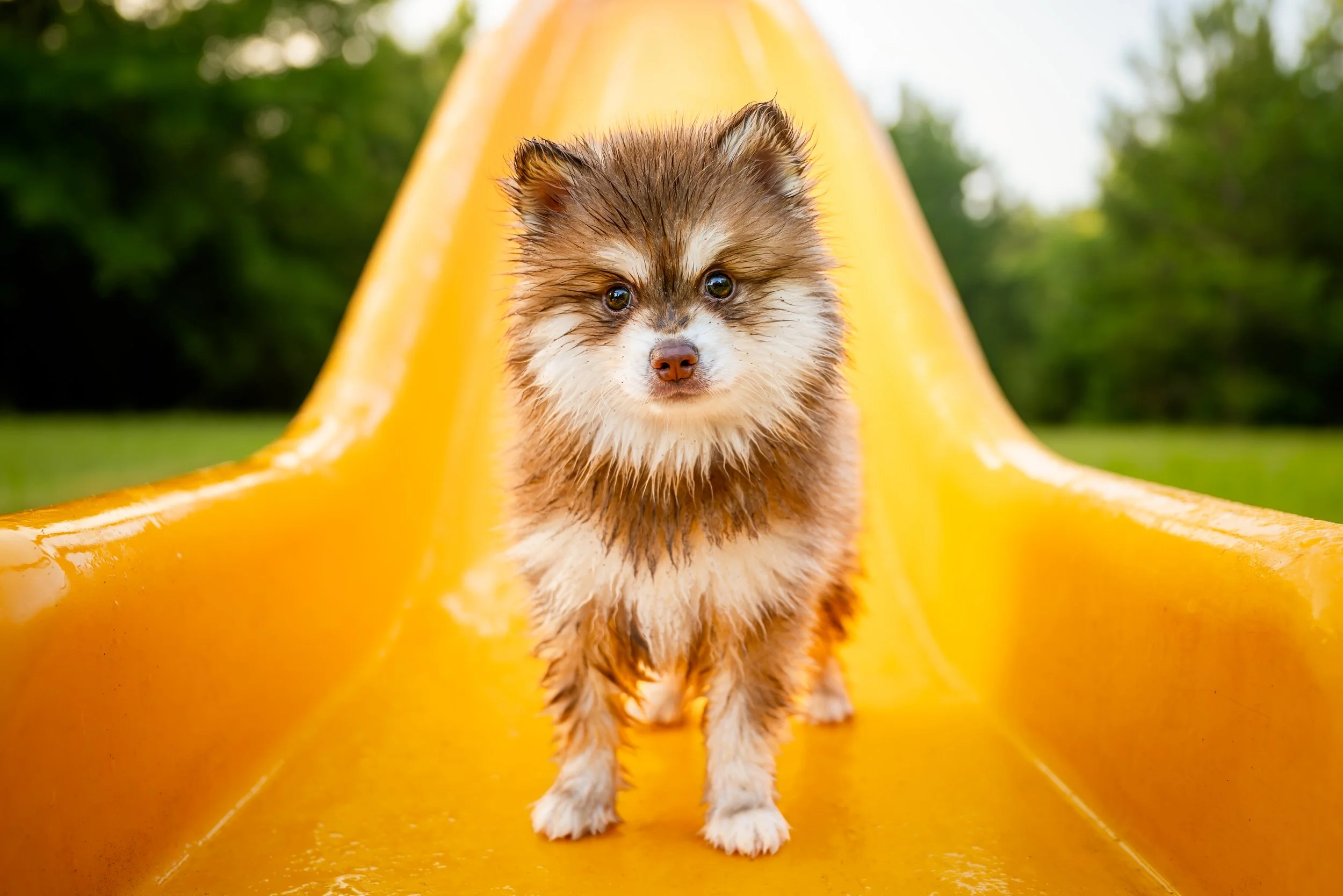 Meet Newt: A Wet, Muddy, Perfectly Imperfect Puppy Session