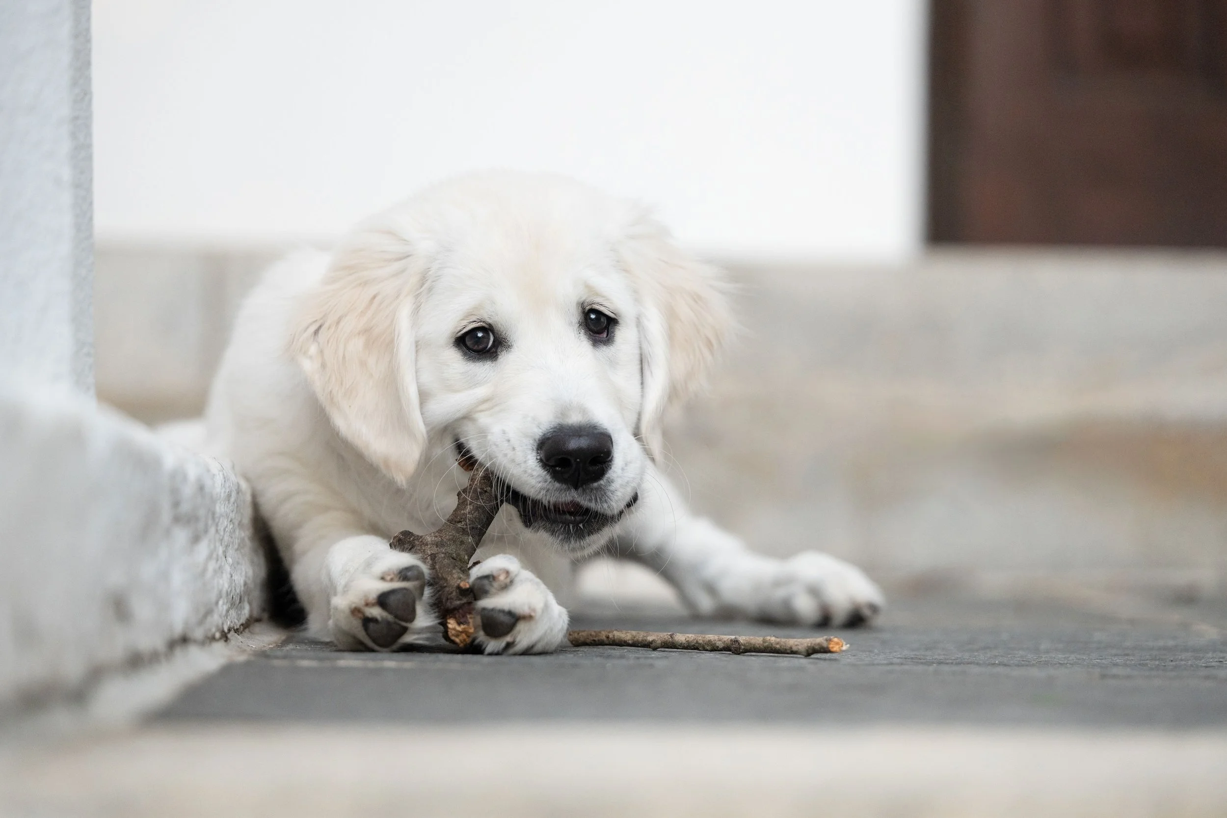 golden retriever Puppy dog portrait first professional photography session Atlanta Georgia CM Bryson Photography