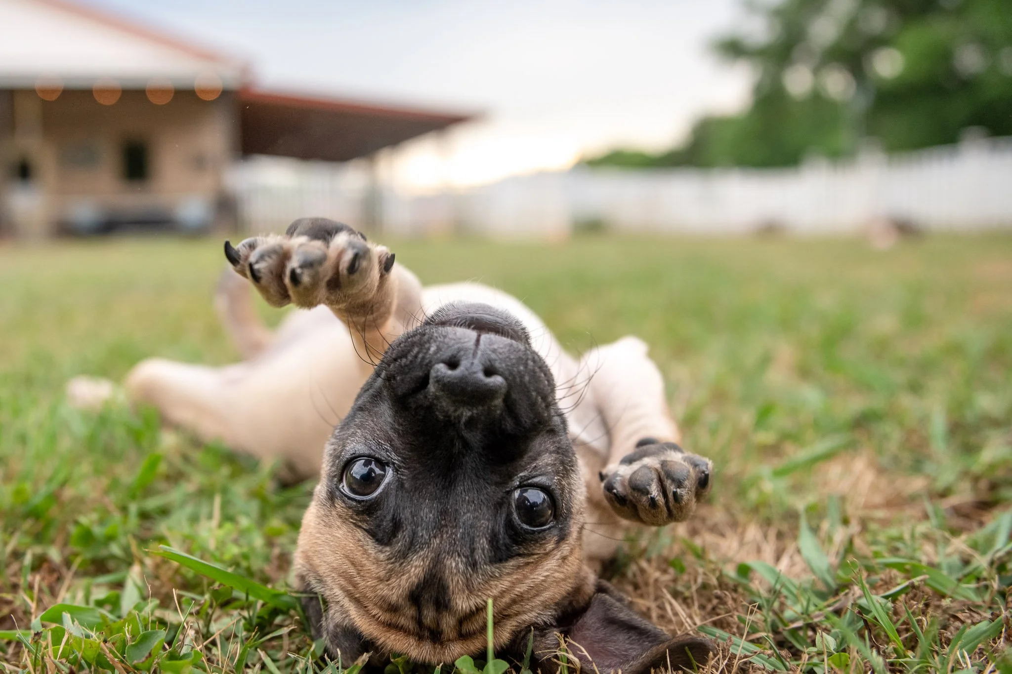 My Favorite Furry Faces - Photographing Dogs from Down Low