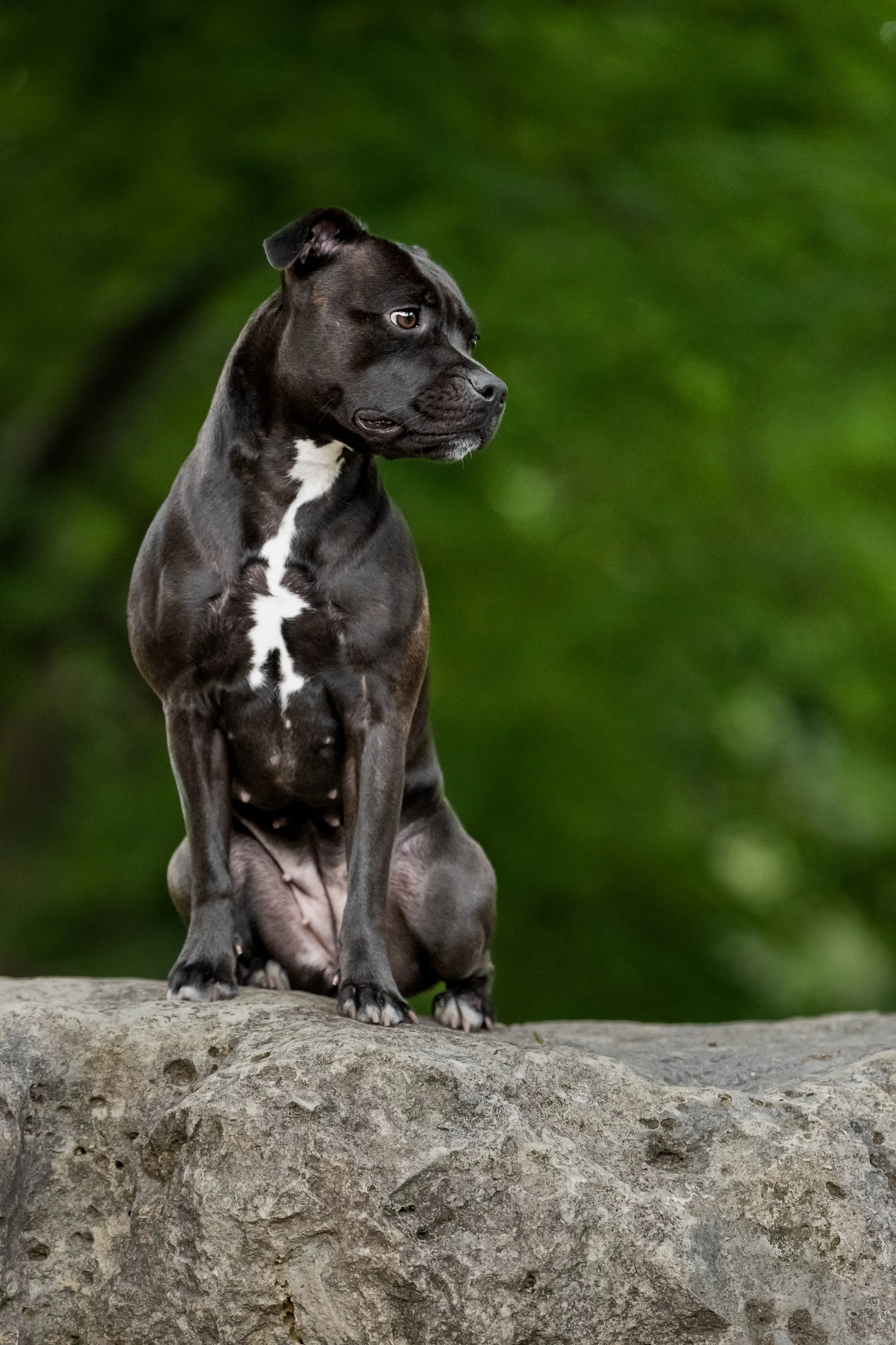 Staffordshire Terrier dog on rocks Suwanee Georgia pet photography CM Bryson Photography