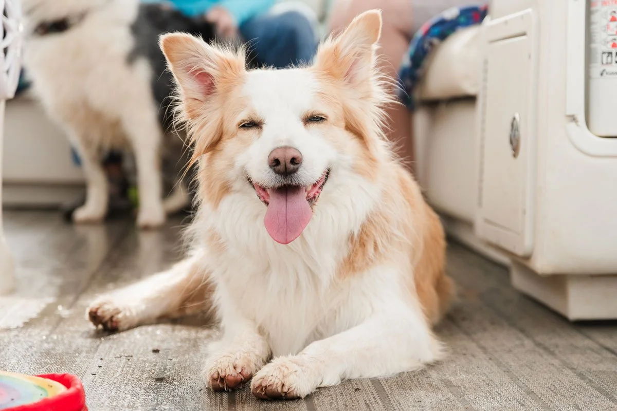 A relaxed, smiling dog lounging on the Pooch Pontoon boat at Lake Lanier during a CM Bryson Photography summer session