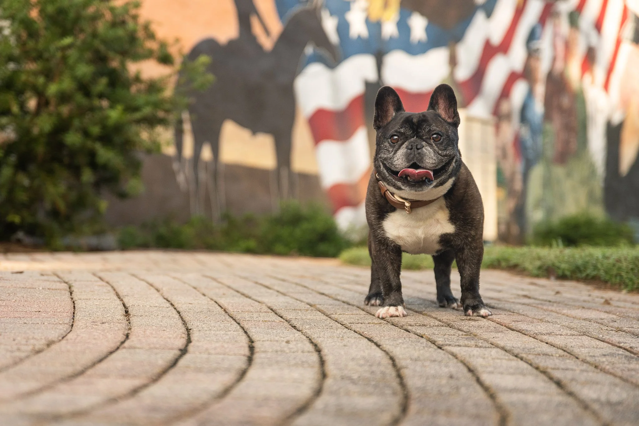French Bulldog mural downtown Rutledge Georgia curved leading lines dog photography CM Bryson Photography