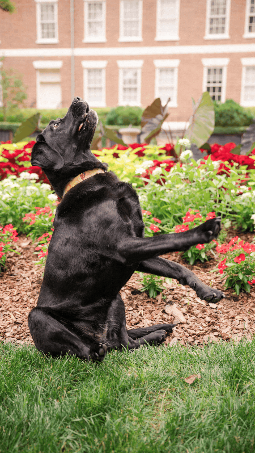 Black Labrador Retriever sitting pretty portrait fail at UGA North Campus Athens Georgia