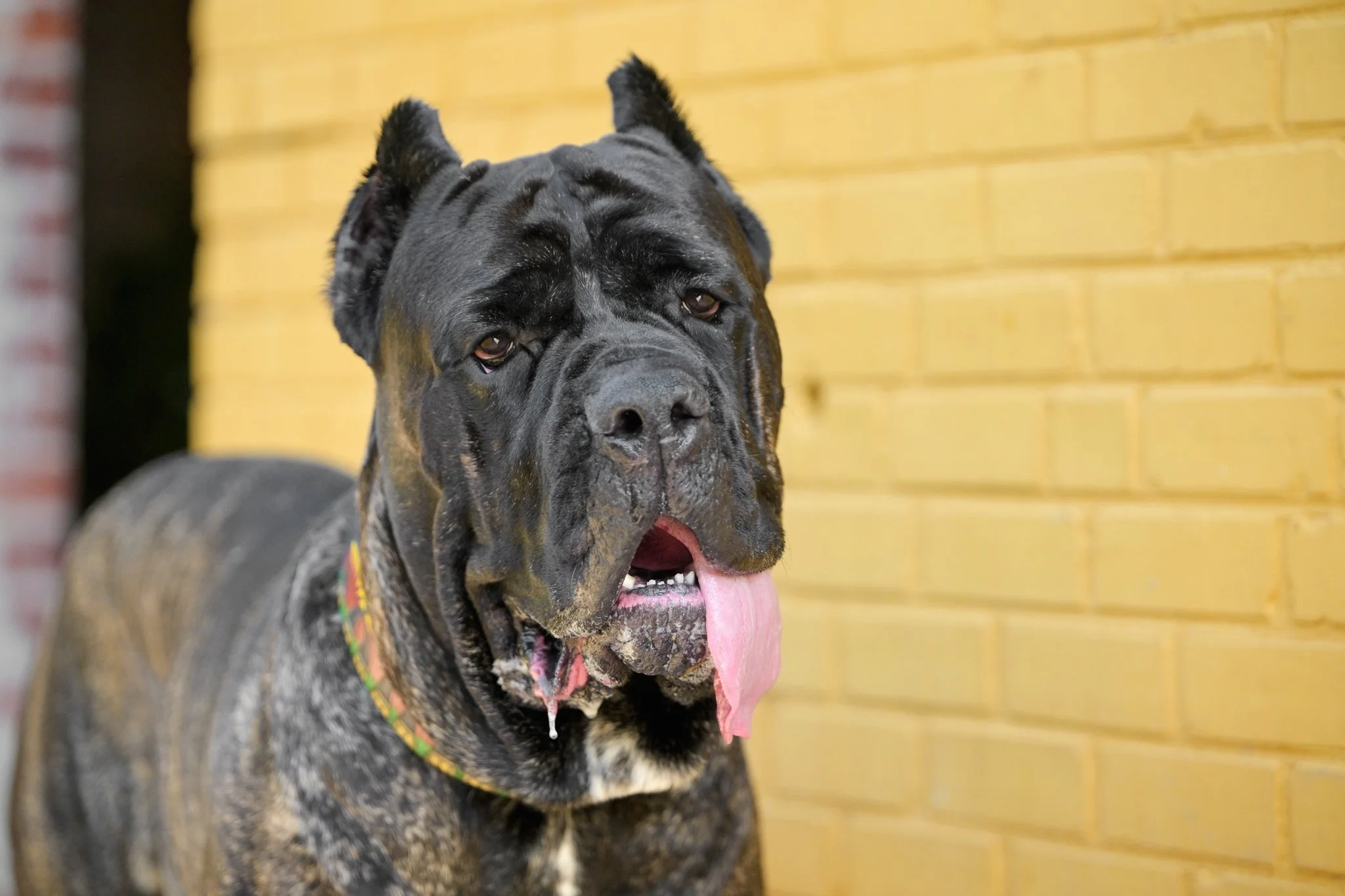 Cane Corso dog with tongue out in front of yellow brick wall at Westside Provisons in Atlanta Georgia by CM Bryson Photography