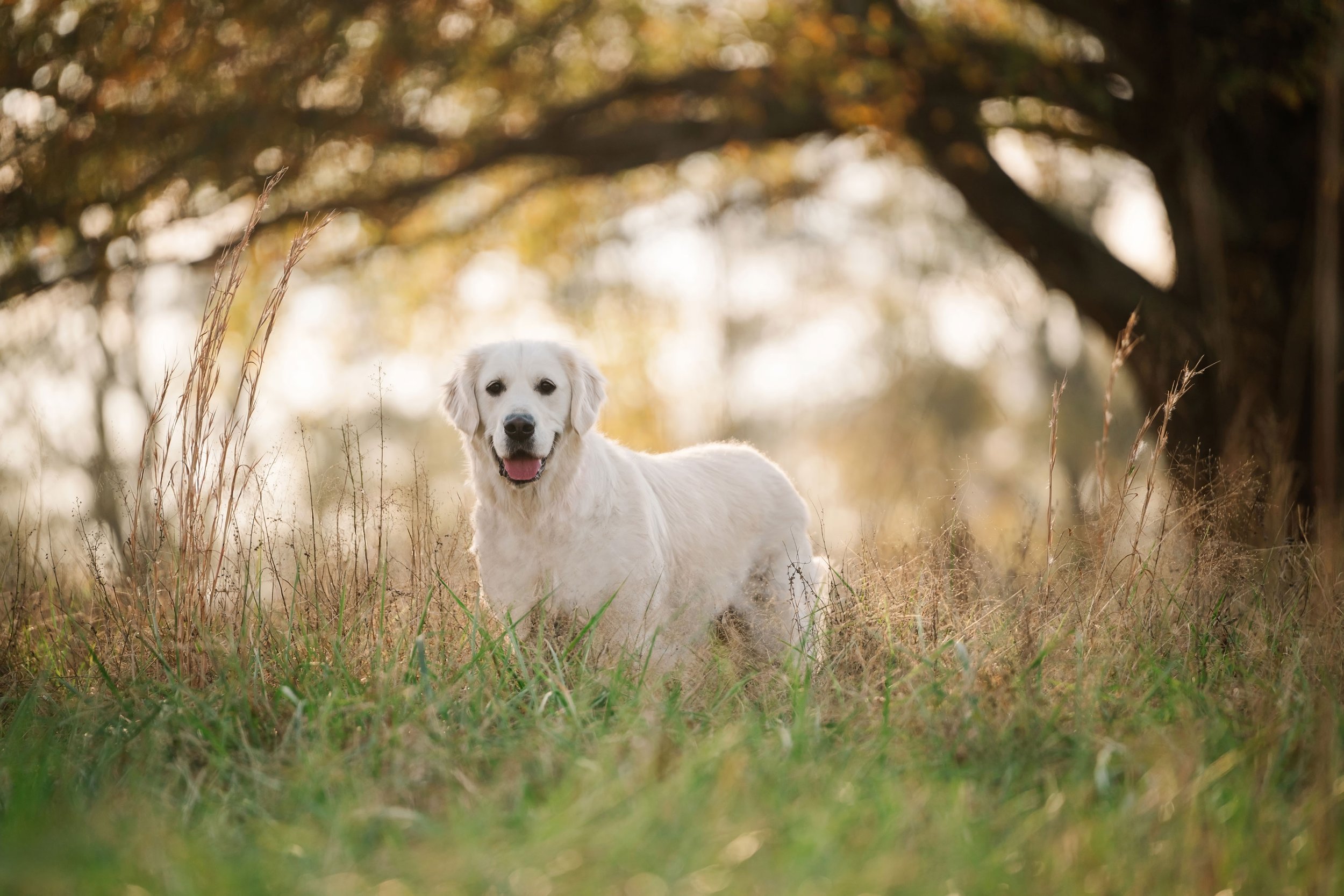 A cream golden retriever stands in a grassy field with warm backlight filtering through the branches of an oak tree at Watkinsville's newest park the Thomas Farm Preserve.