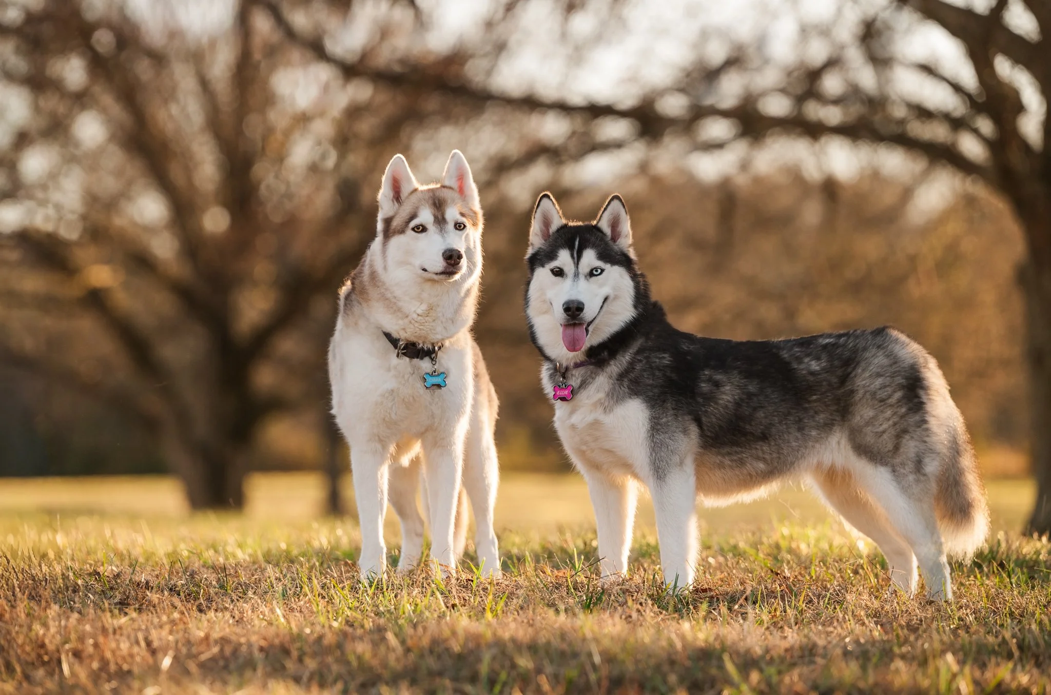 Two Siberian Huskies stand in field with warm sunlight filtering through the trees behind them in Watkinsville, GA.