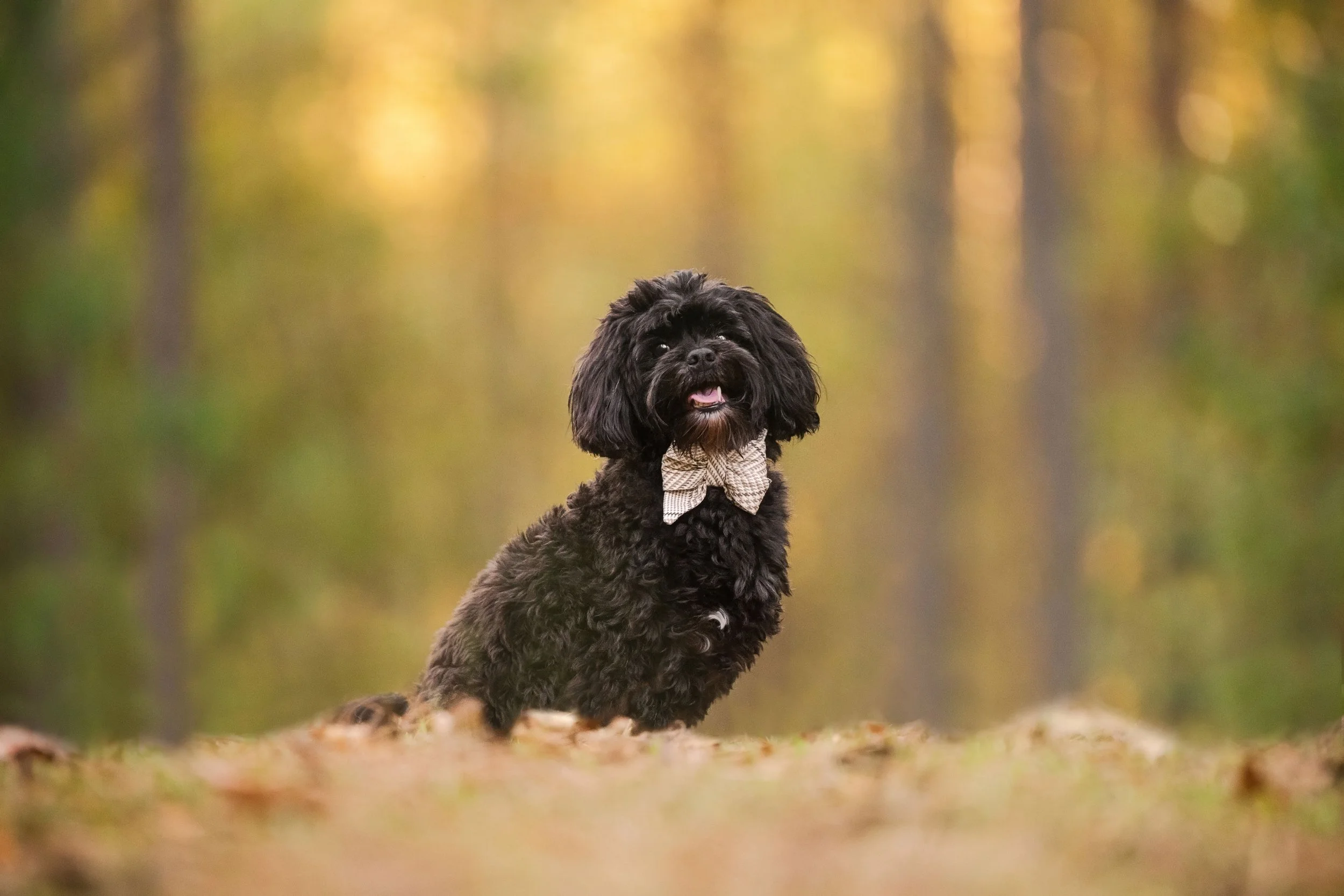 Black Havanese wearing a bow tie sitting outdoors in front of soft golden trees at Indian Creek Park in Rutledge, GA..