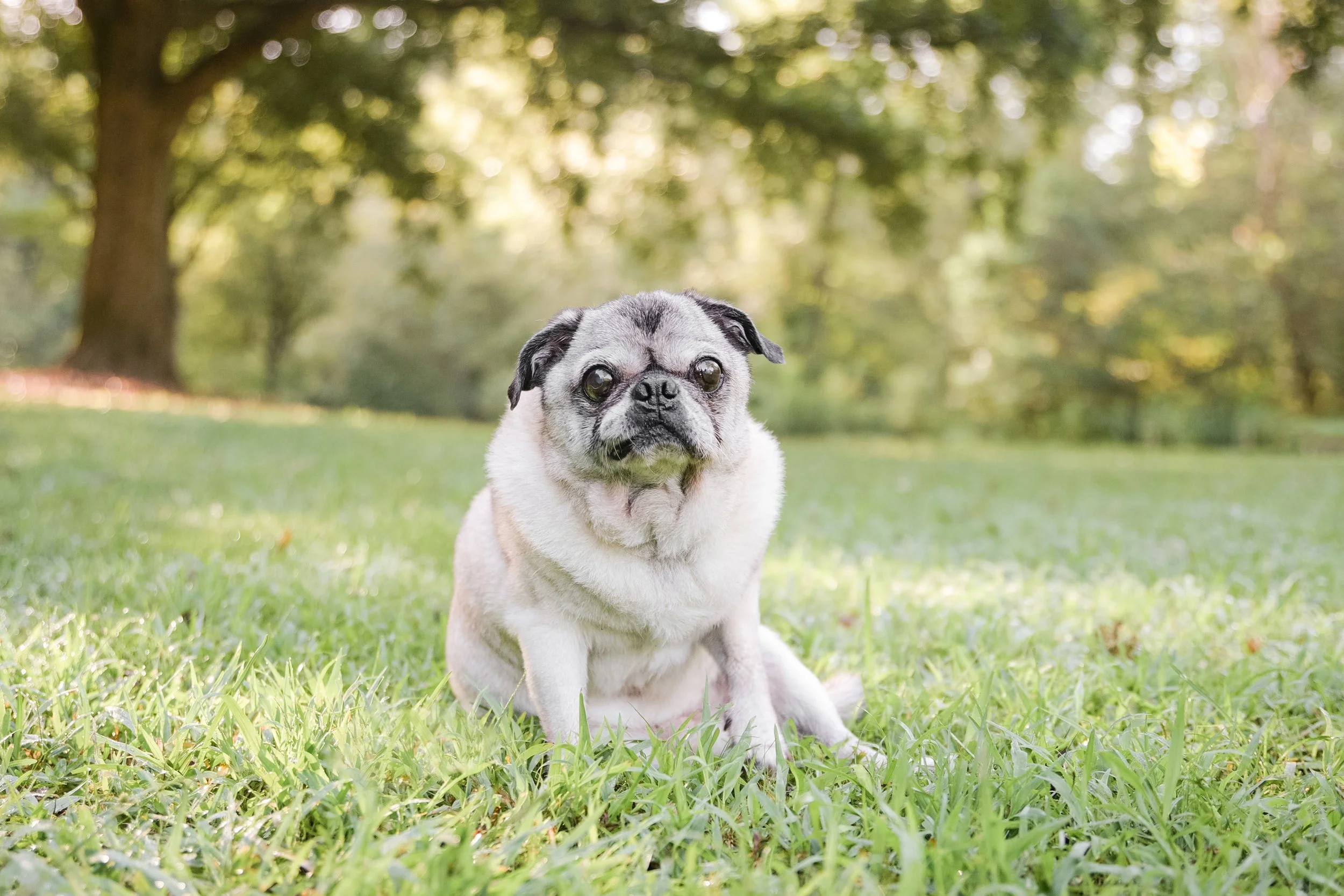 Senior pug dog portrait sitting on green grass in front of big oak tree at Ben Burton Park Athens Georgia
