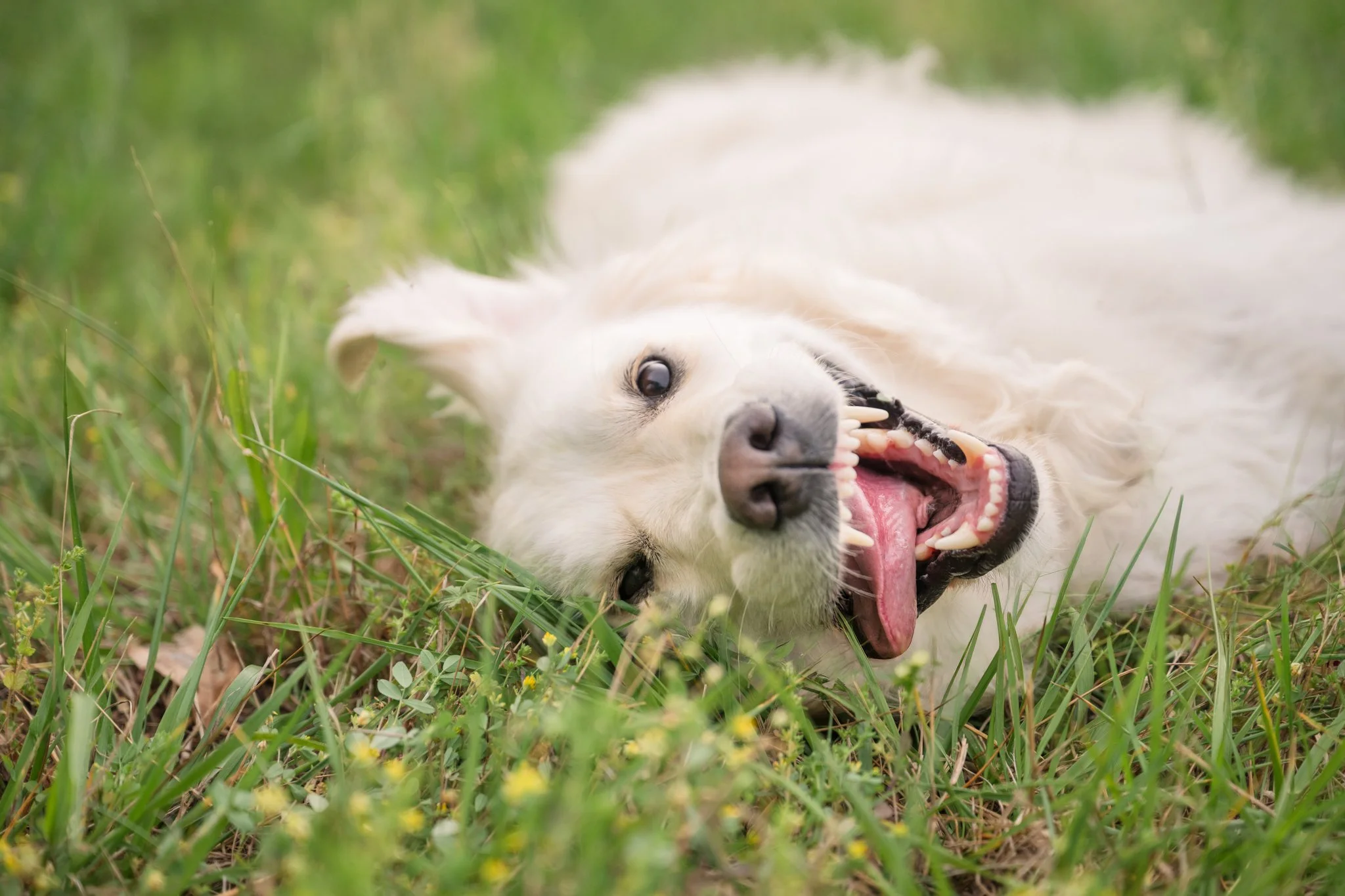 Cream golden retriever rolling in the grass with a silly expression.