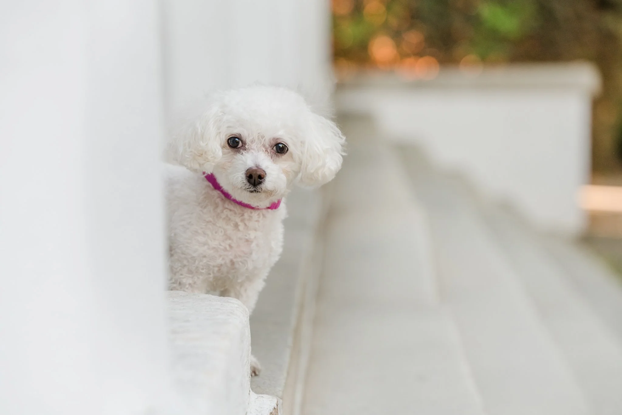 Small dog with a self-satisfied expression, photographed outdoors at UGA's historic north campus in Athens, GA