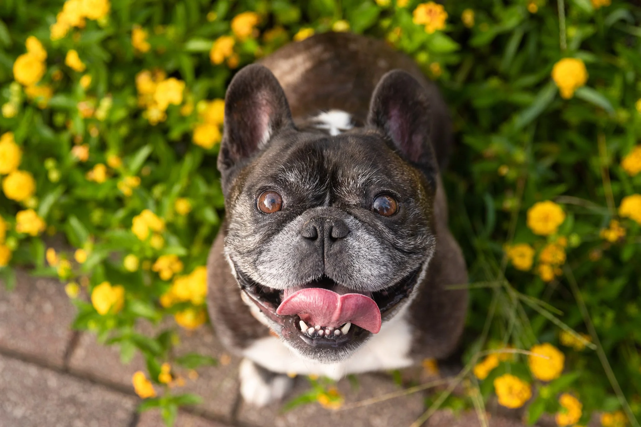 Leading Lines with Abe Froman the Frenchie