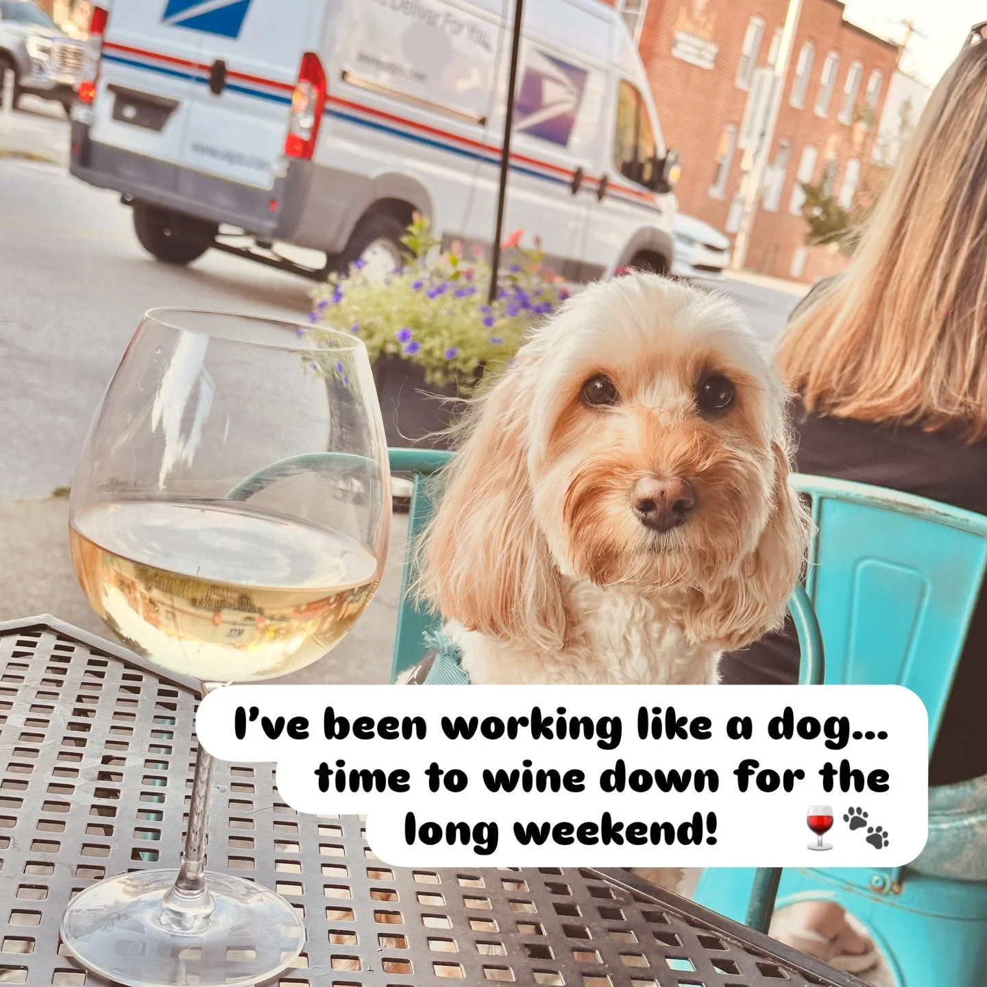 Charlie says it&rsquo;s time to wine down &mdash; cheers to a long weekend filled with good company and plenty of treats! 

#LaborDayWeekend
#WorkingLikeADog
#WineDownTime
#DogsofInstagram
#TheShayTeam