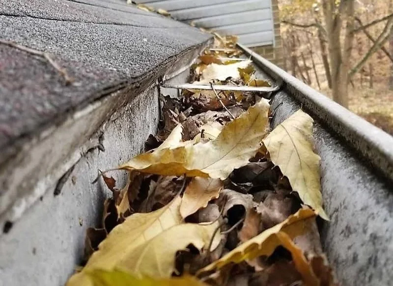 Close-up of fallen autumn leaves collected along a metal gutter on a house roof, with trees in the background.