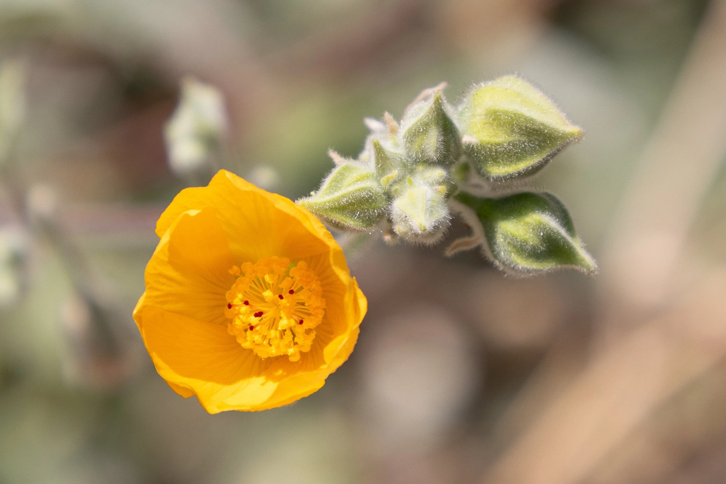 SecoVerde_Santa Clarita_JZ_0371.jpg