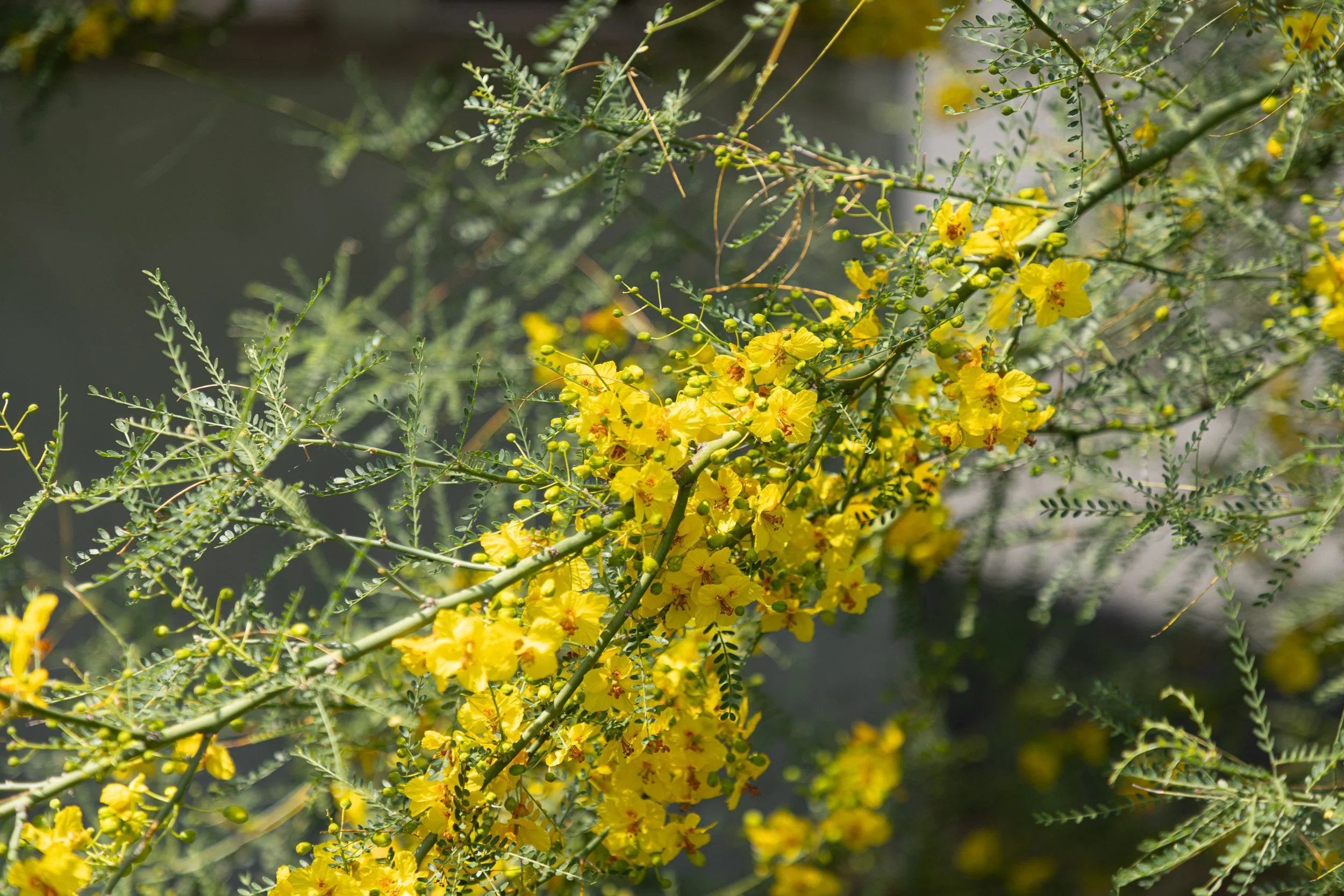 SecoVerde_Santa Clarita_JZ_0076.jpg