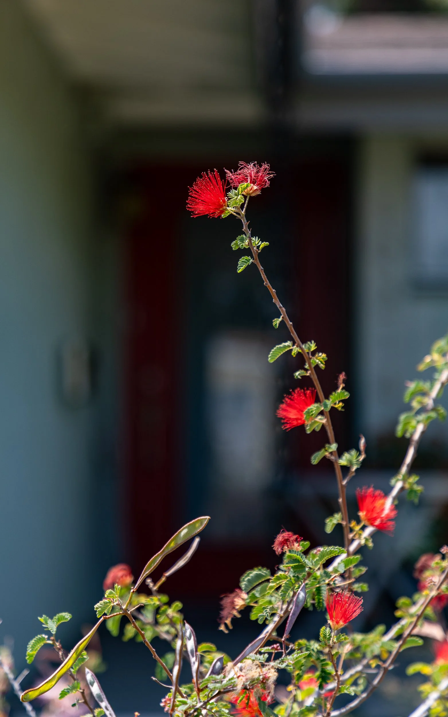 SecoVerde_Santa Clarita_JZ_0105.jpg