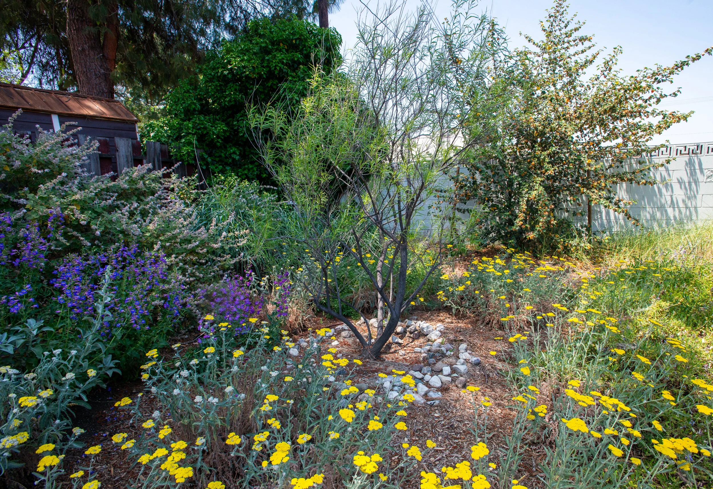 SecoVerde_Santa Clarita_JZ_0313.jpg