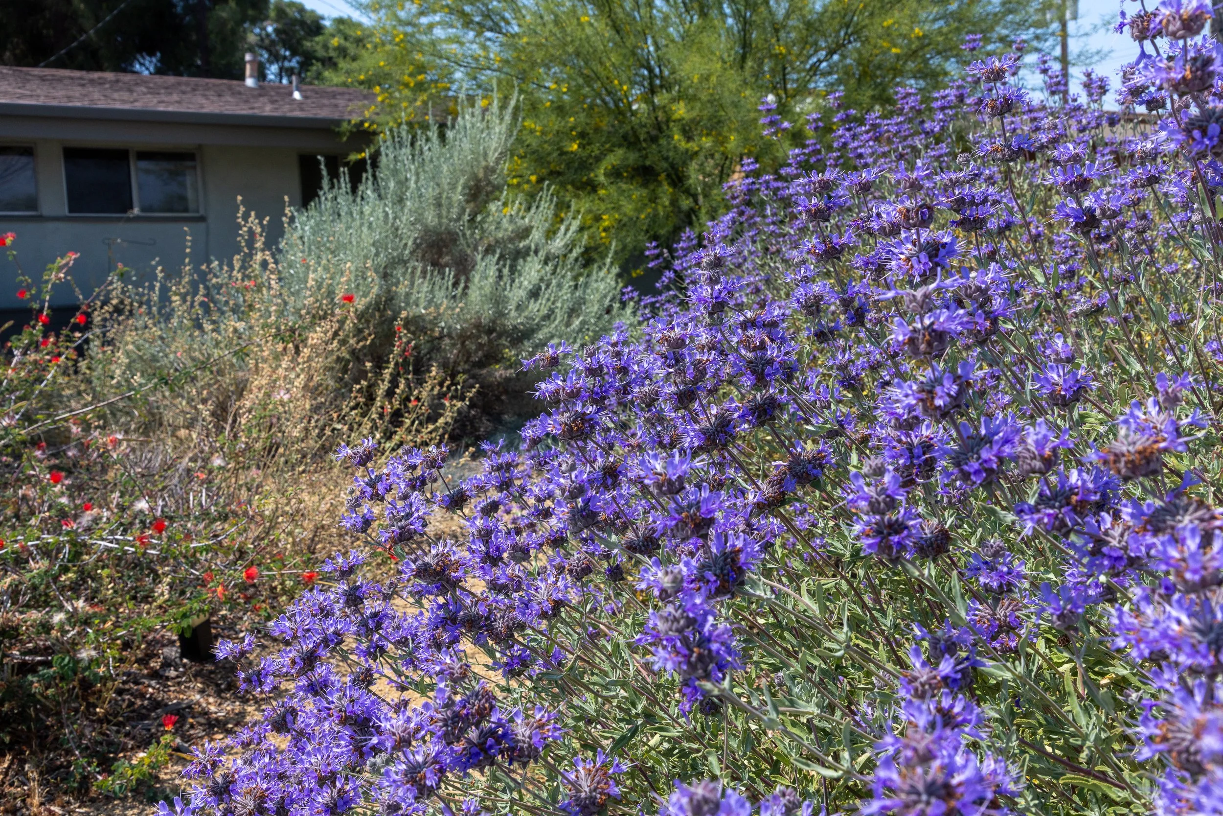 SecoVerde_Santa Clarita_JZ_0120.jpg