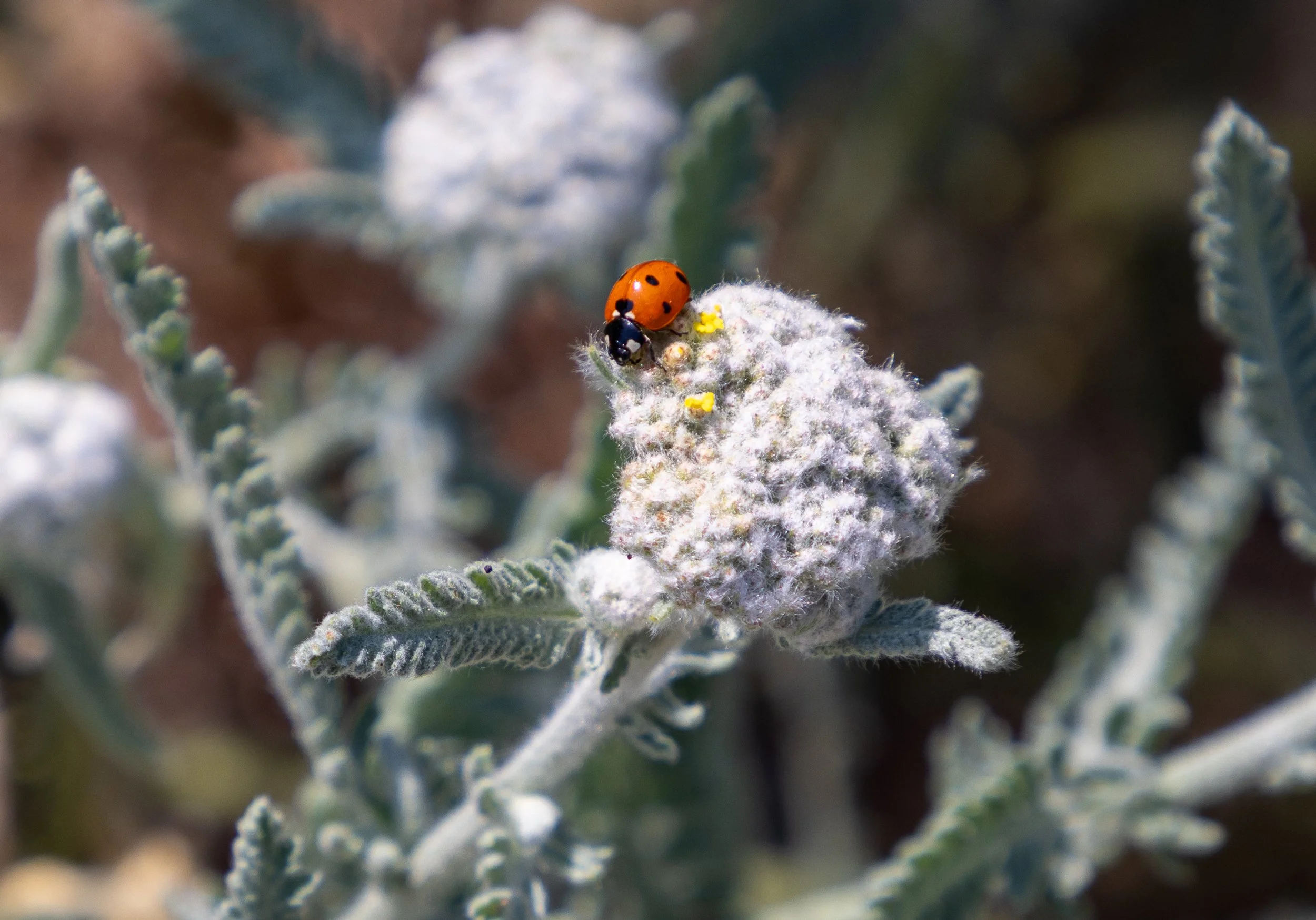 SecoVerde_Santa Clarita_JZ_0205.jpg