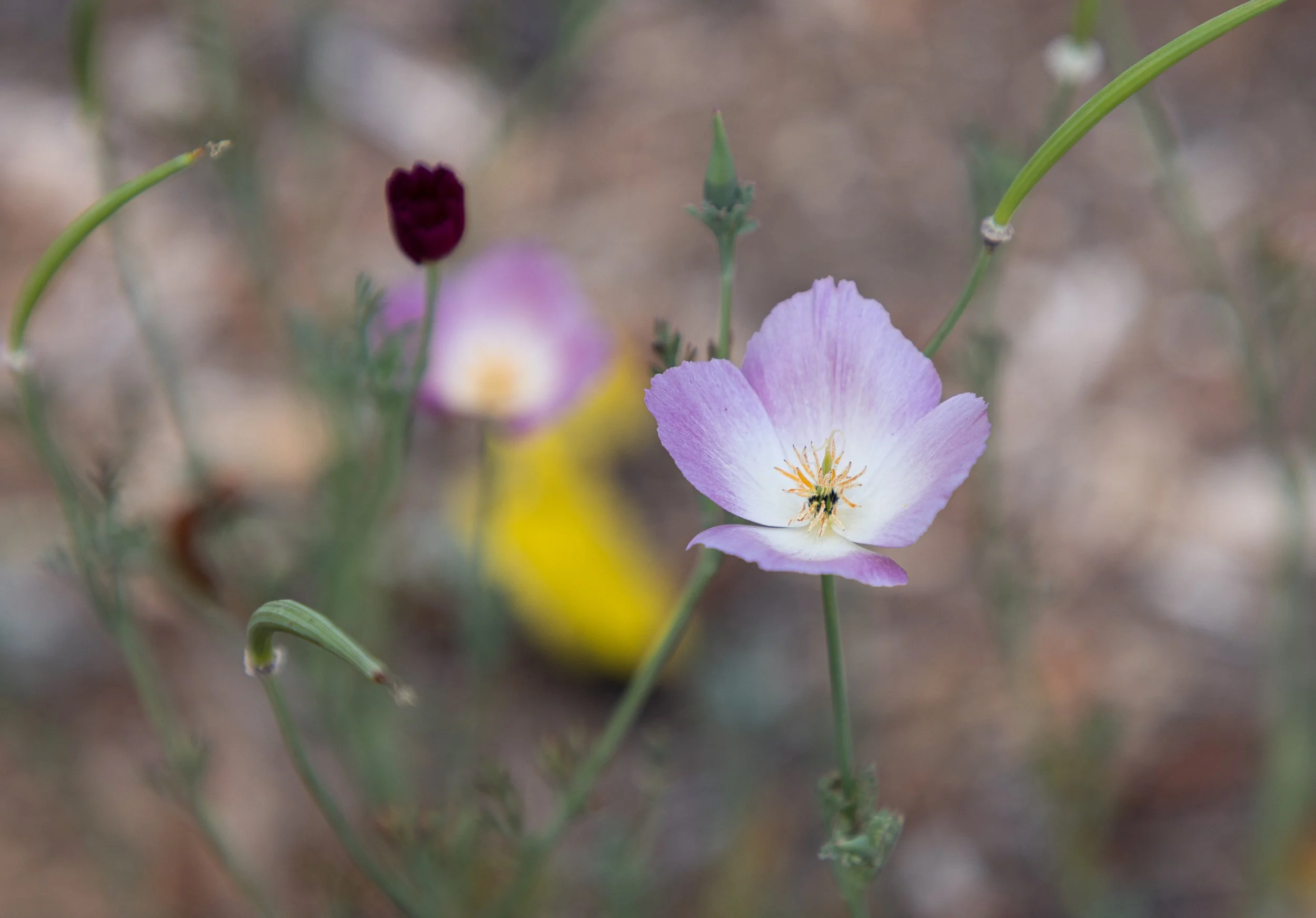 SecoVerde_Santa Clarita_JZ_0355.jpg