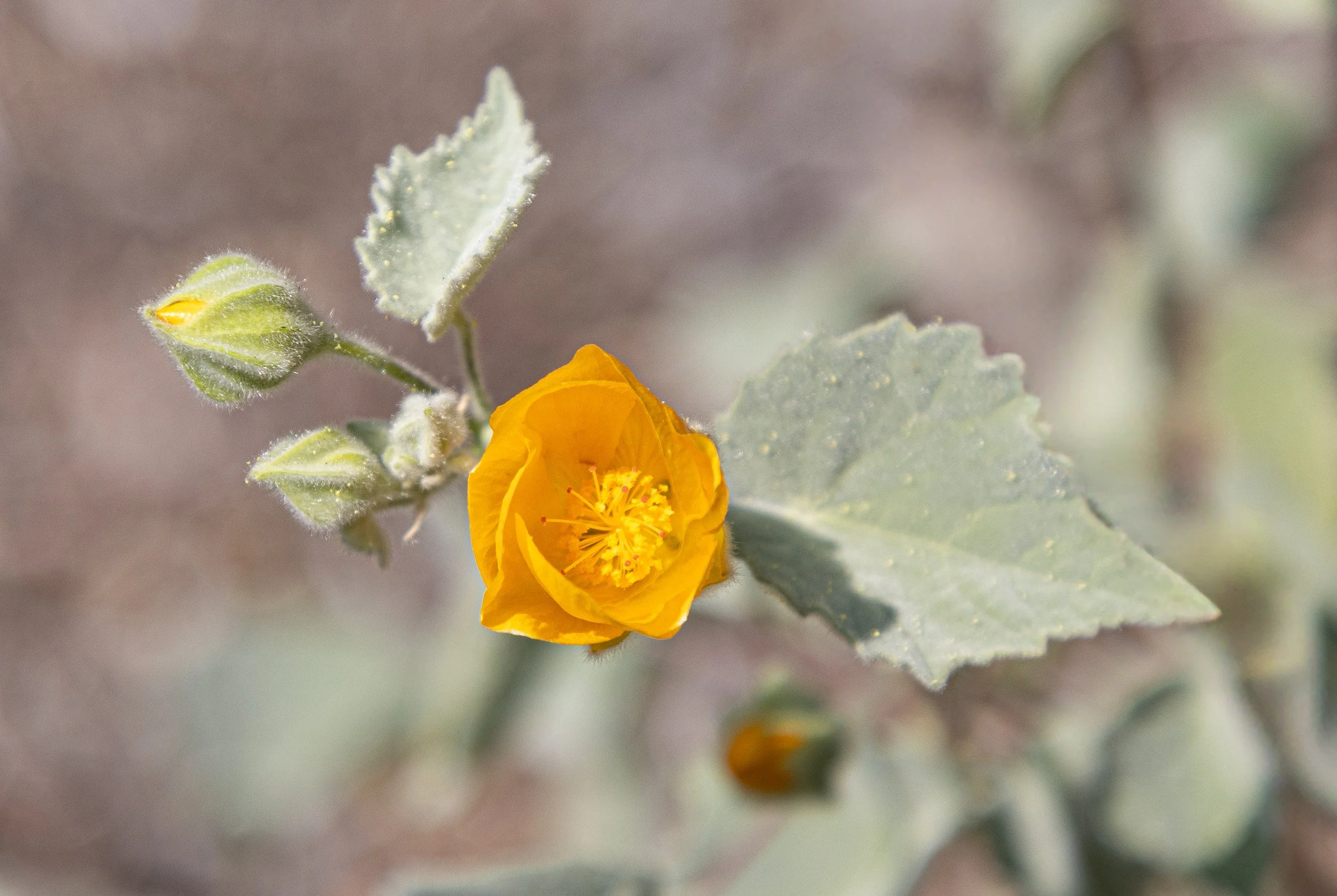 SecoVerde_Santa Clarita_JZ_0161.jpg
