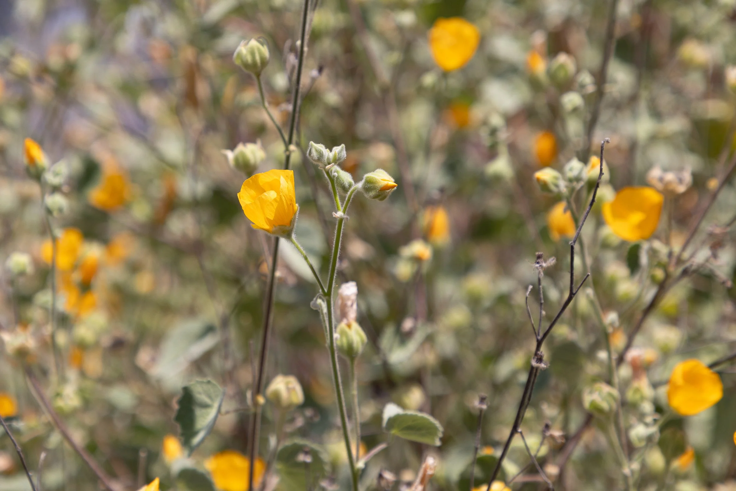 SecoVerde_Santa Clarita_JZ_0356.jpg