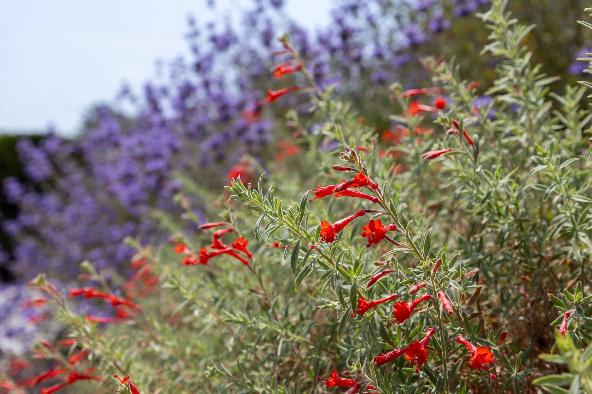 SecoVerde_Santa Clarita_JZ_0050.jpg