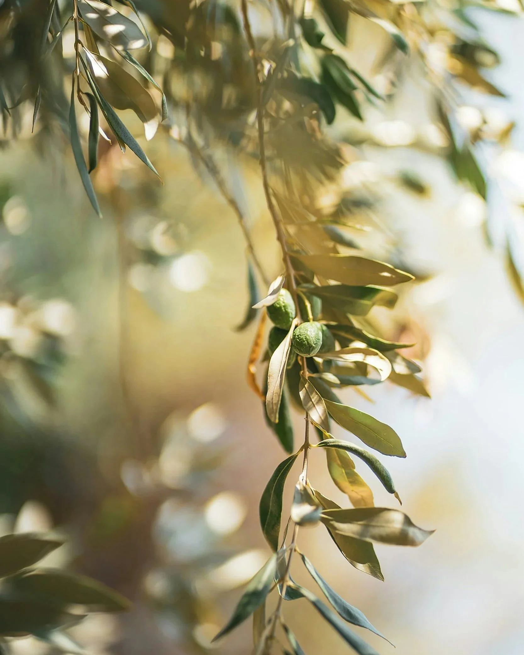 unsplash-image-0BE7SCBeUpU.jpg