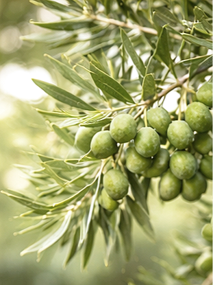 mediterranean_green_set_2.png
